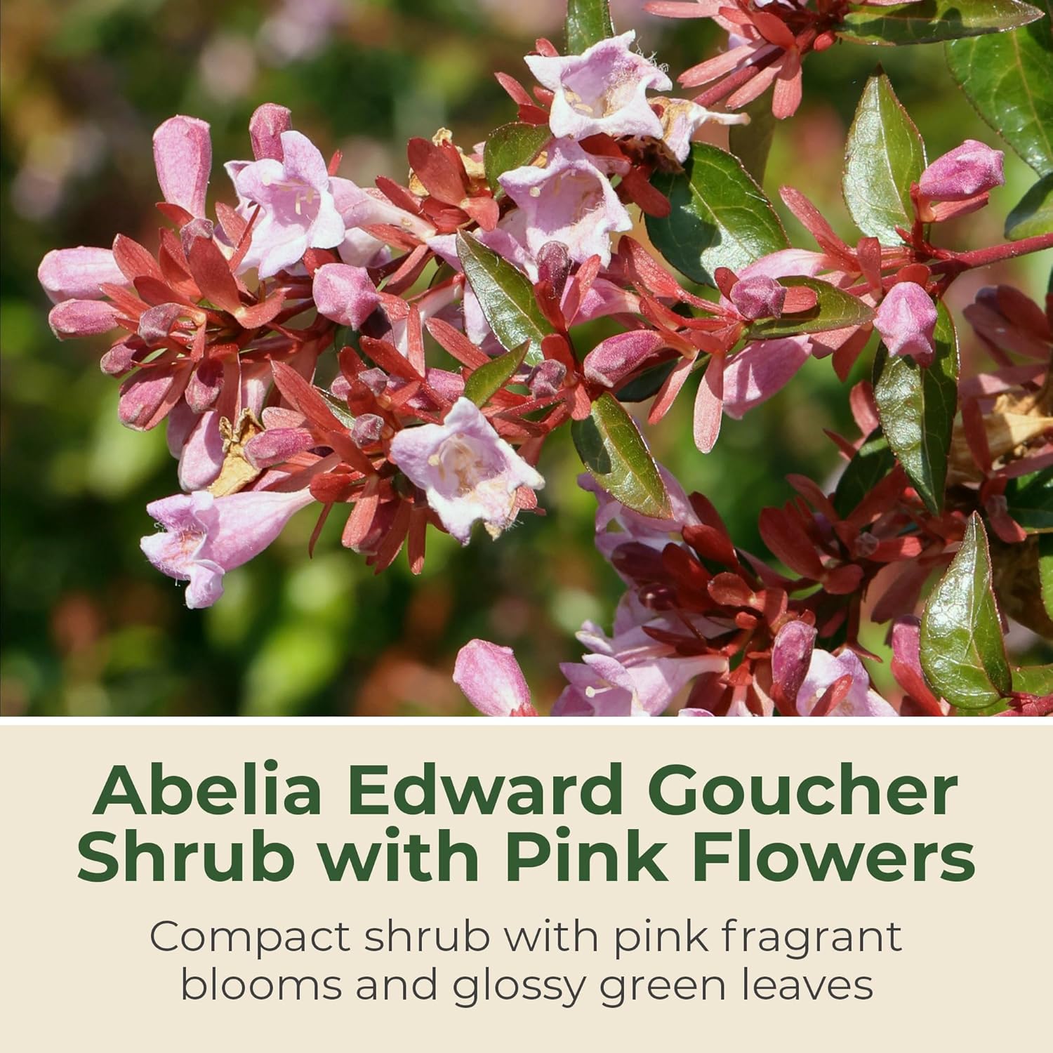 Abelia Edward Goucher - Pinkish Flowering Shrub in 3 Gal Pot - Grows Upto 4' x 5' - Pollinator-Friendly and Perfect for Garden Beds & Hedges (1 Count)