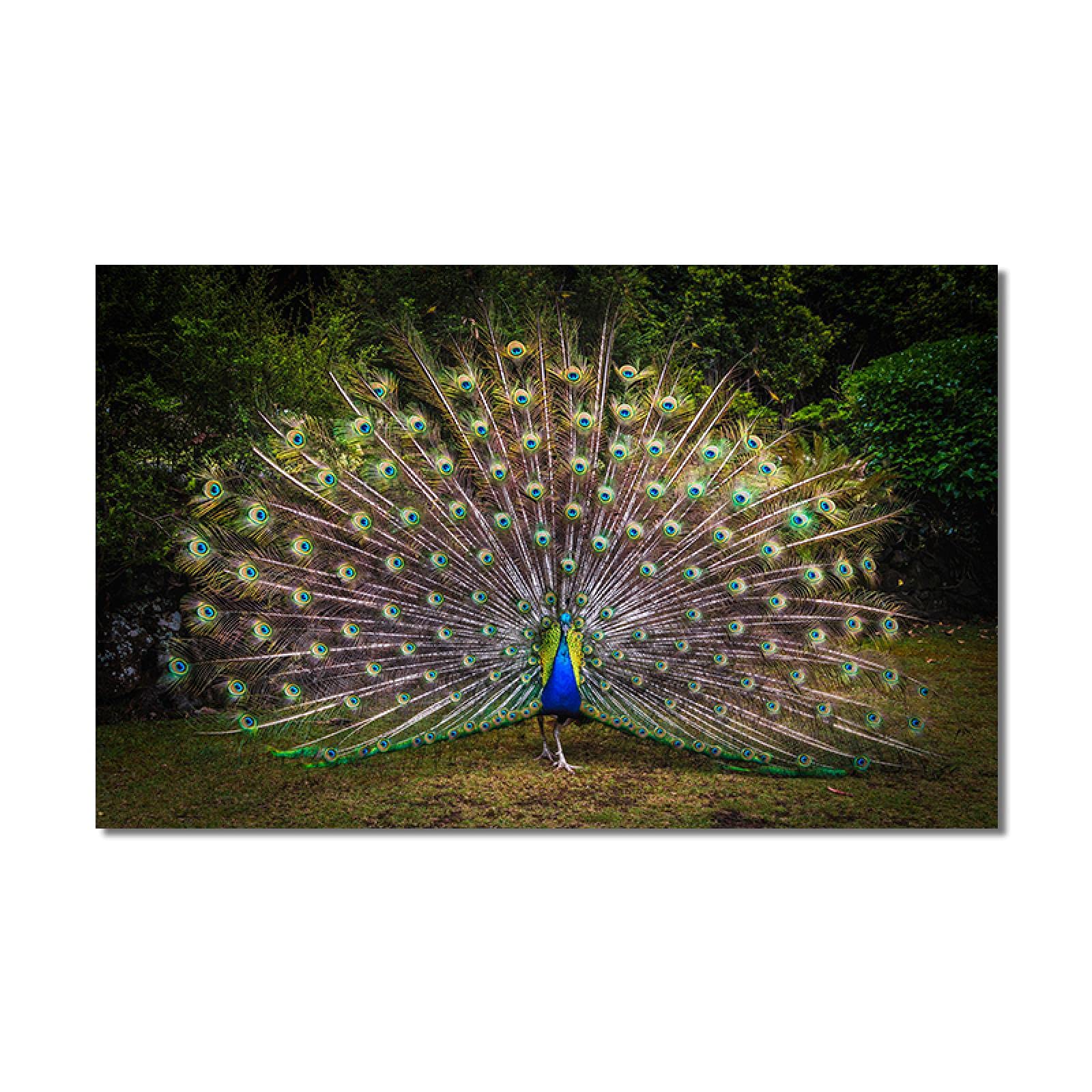 Cuadro En Lienzo XXL Pintura de animales modernos sobre lienzo Póster de pavo real de plumas azules salvajes e impresiones Arte de pared para decoración del hogar Obras de arte 80x120cm Sin marco