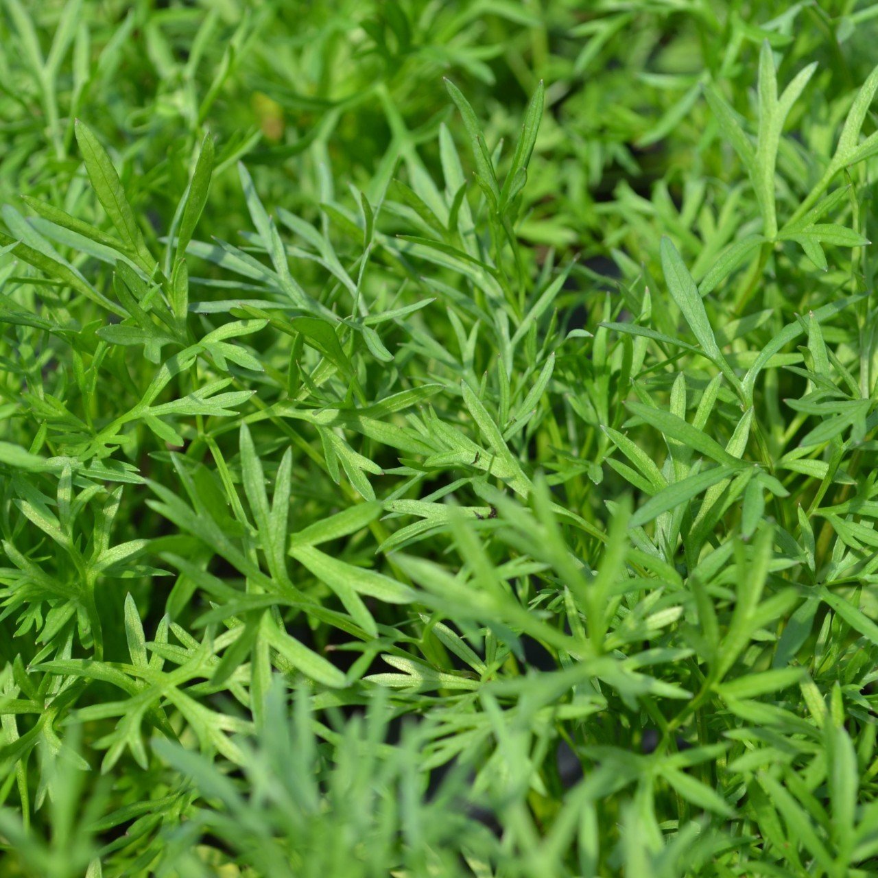 PREMIER SEEDS DIRECT - HERB - Coriander Confetti Seeds (60 Grams)
