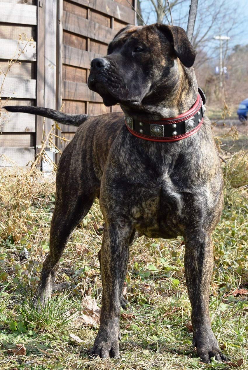 Bestia Eros'' Collar de Perro de Cuero Genuino Medio. | Talla L - colocación de un collar de 50-60 cm, para razas grandes y medianas