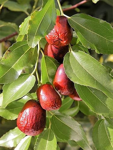 Miniatura 2 de Nueva FECHA ASIÁTICA Azufaifo Ziziphus Spinosa Árbol frutal rojo chino común Tsao 20+ Semillas