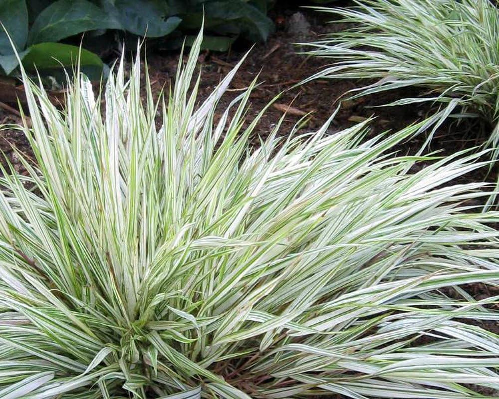 Fubuki Japanese Forest Grass - Hakonechloa - A Snowstorm - 2.5" Pot