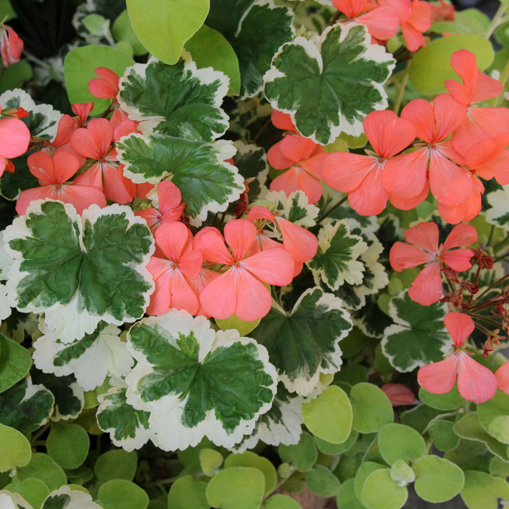 Geranium Variegated Frank Headley - Scented Variegated Leaves & Bright Blooms, Drought-Tolerant Sun-Loving Pelargonium for Summer Hanging Baskets and Vibrant Patio Planters (1 Litre Pot, Pack of 3)