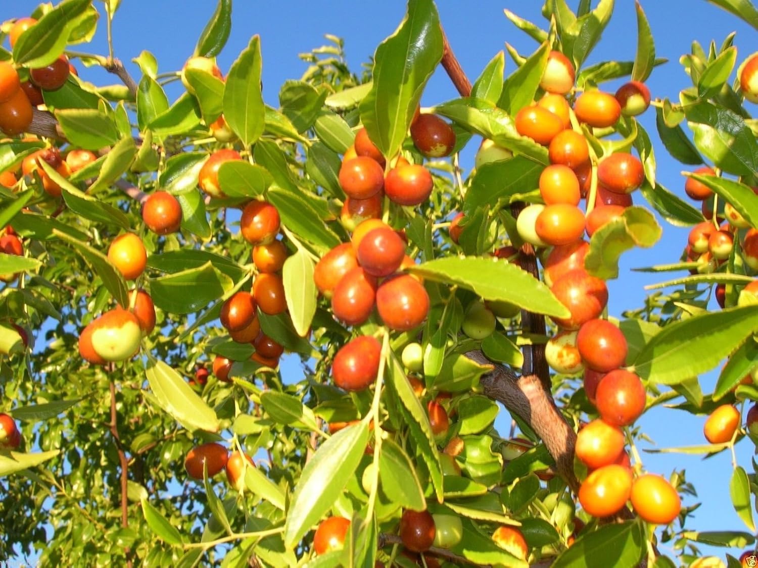 Amazon Com Ziziphus Mauritiana Indian Jujube 10 Seeds Ber Chinese Apple Indian Plum Masau Patio Lawn Garden Amazon Com Ziziphus Mauritiana Indian Jujube 10 Seeds Ber Chinese Apple Indian Plum Masau Patio Lawn Garden
