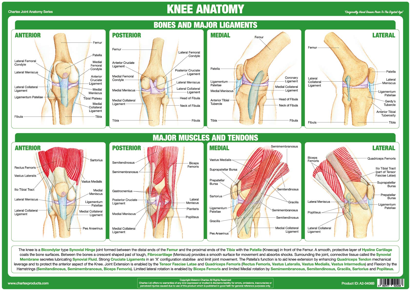 Chartex Joint Anatomy Charts | Musculoskeletal Posters | Muscles, Bones, Ligaments, Tendons | Human Body Anatomy (A3 Laminated, Knee Joint)