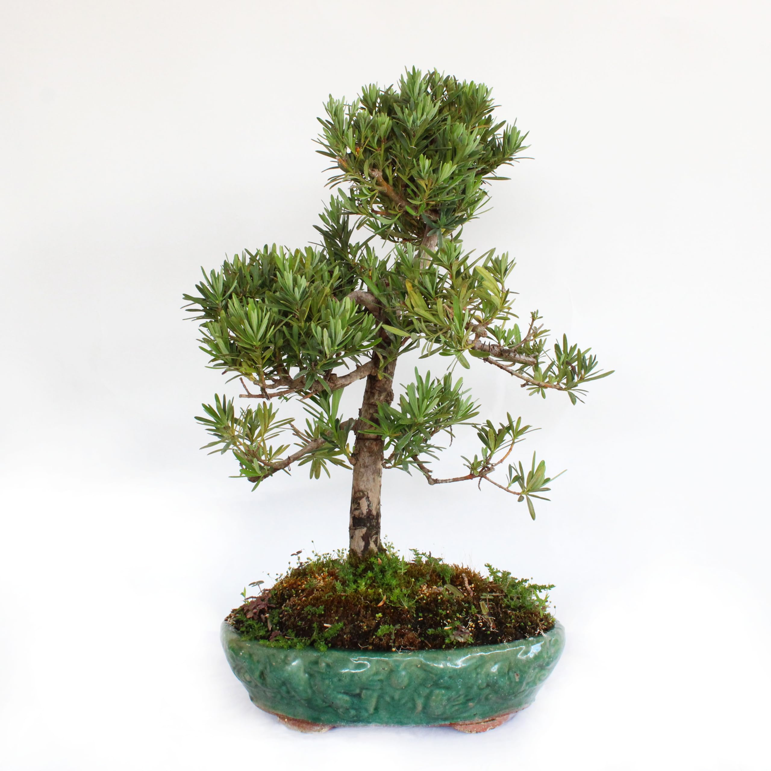 KENTIS - Bonsai Podocarpus Macrophyllus Maki - Echter Bonsai Baum - Echte  Dekorative Zimmerpflanzen - Hoch 50-60 cm Keramiktopf  33 cm : Amazon.de:  Garten
