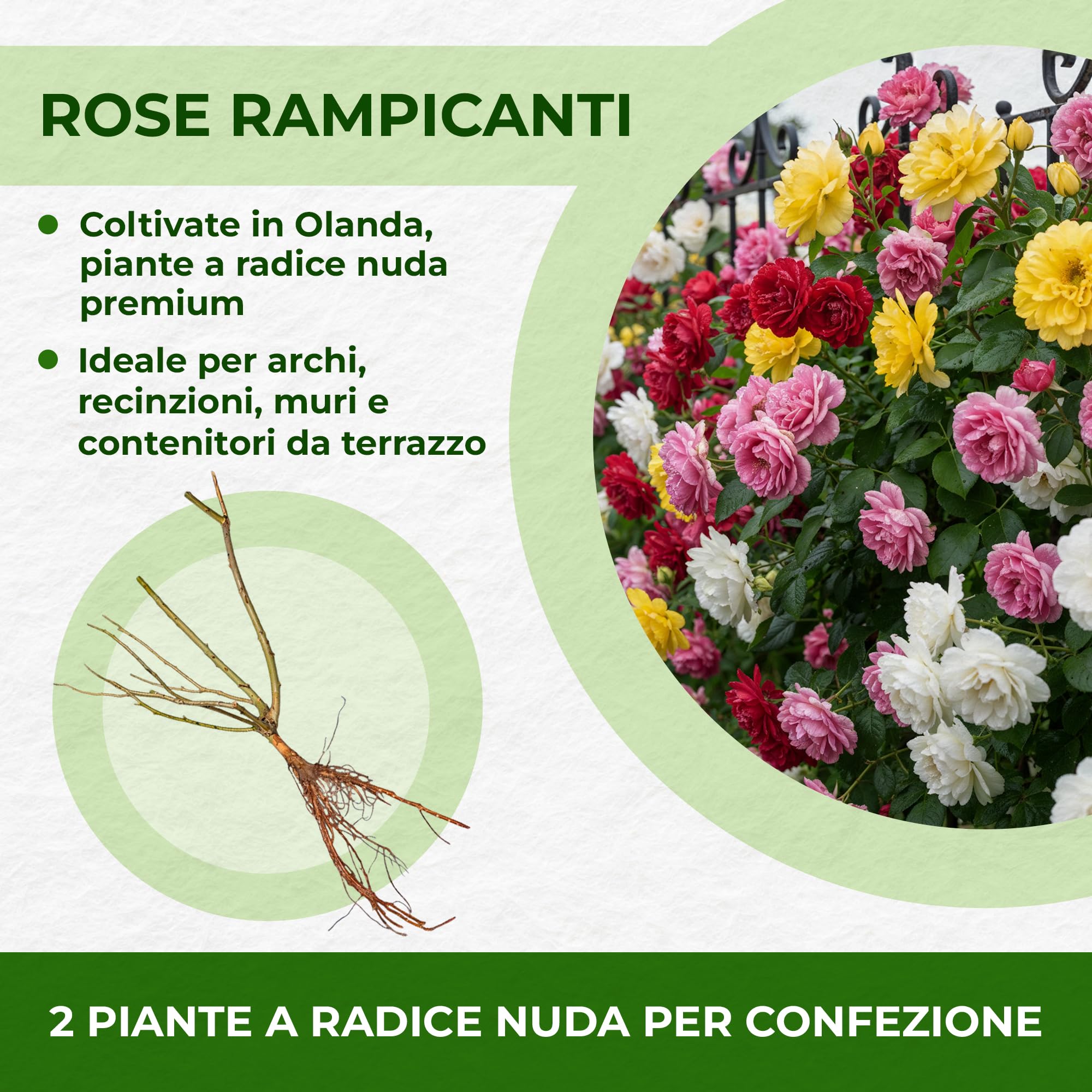 Piantine di Rosa rosa (1 pianta profumata), grandi piante perenni resistenti, piante dall'Olanda per giardino e vaso (senza semi, bulbi e non artificiali)