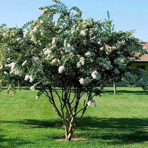Miniatura 3 de Crape Myrtle Natchez  3 plantas vivas  Lagerstroemia Indica  Hermoso árbol floreciente blanco de bajo mantenimiento