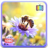 庭の蜂のセレニティ：咲く花と花粉媒介者ストレスと睡眠のための穏やかな