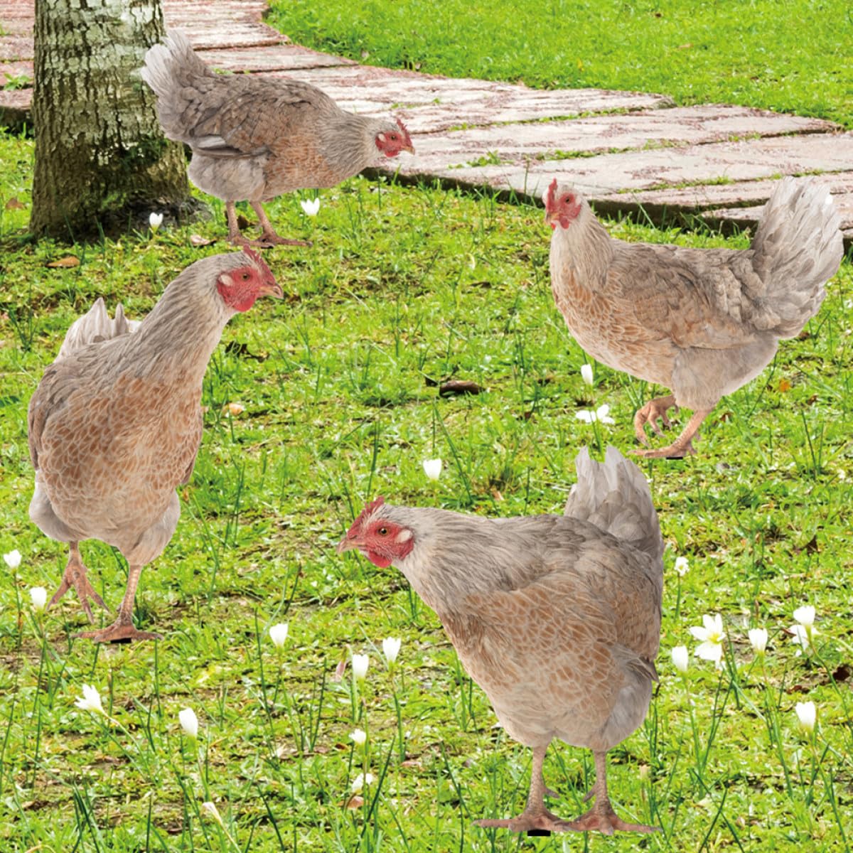 Tofficu 4 Stück Gartenhühner Schilder aus Acryl, Dekorativ für Blumenkübel