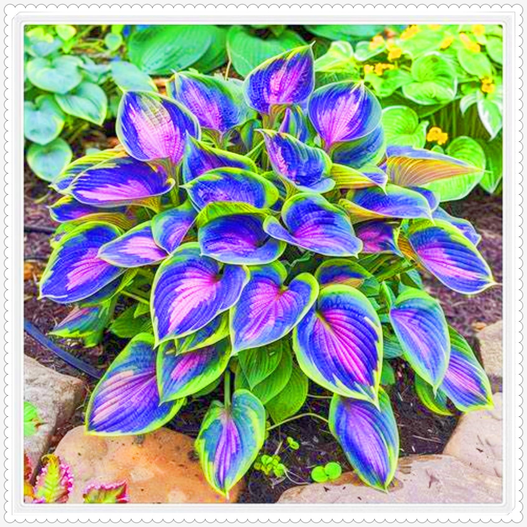 Bloom Year After Year Large Hosta Plants Ornamental Flowers/Hardy Perennial/Wedding Flowers-10bulbs-h