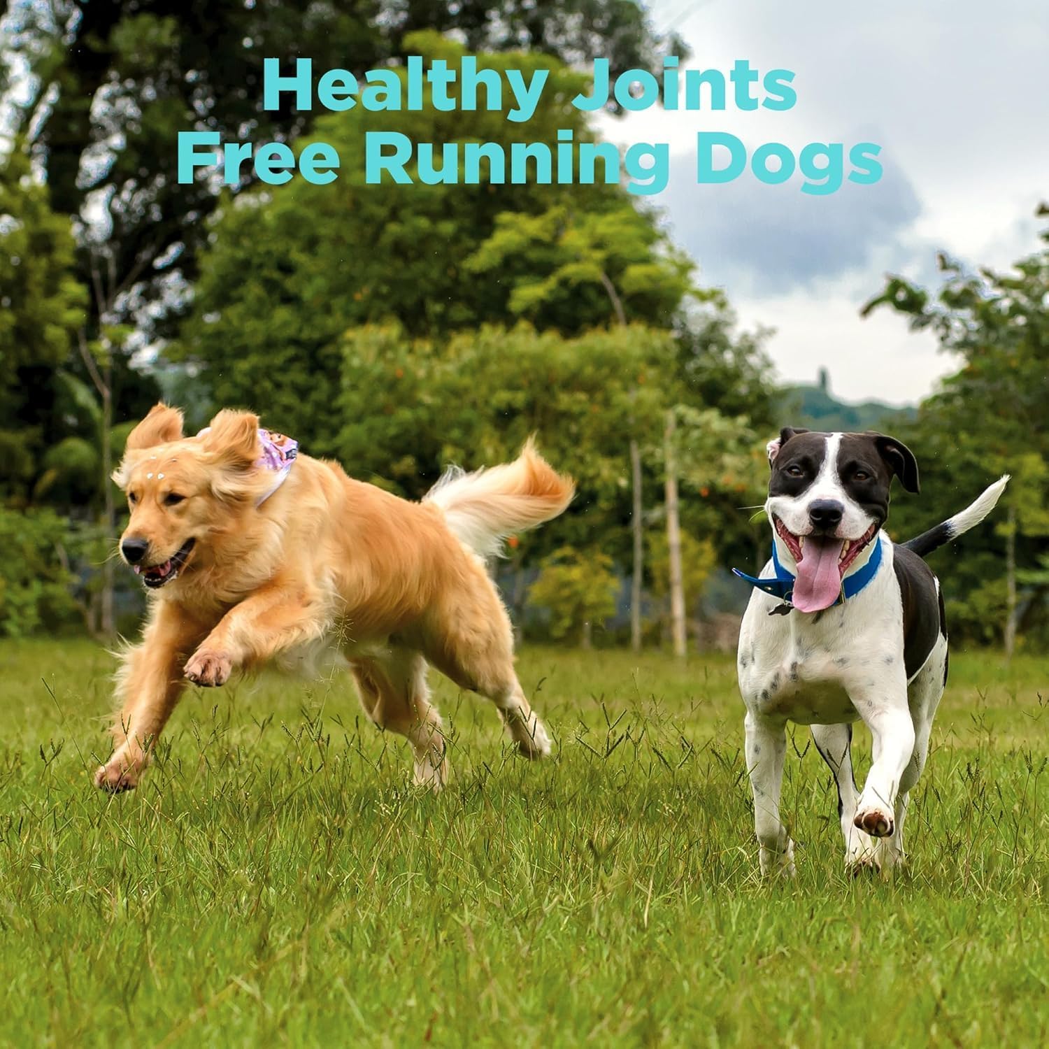 Joint Supplement for Dogs with Chondroitin and Glucosamine for Dogs Joint Health, MSM, Green Lipped Mussel, Turmeric, Omega 3 for Dog Joint Pain Relief, 60ct