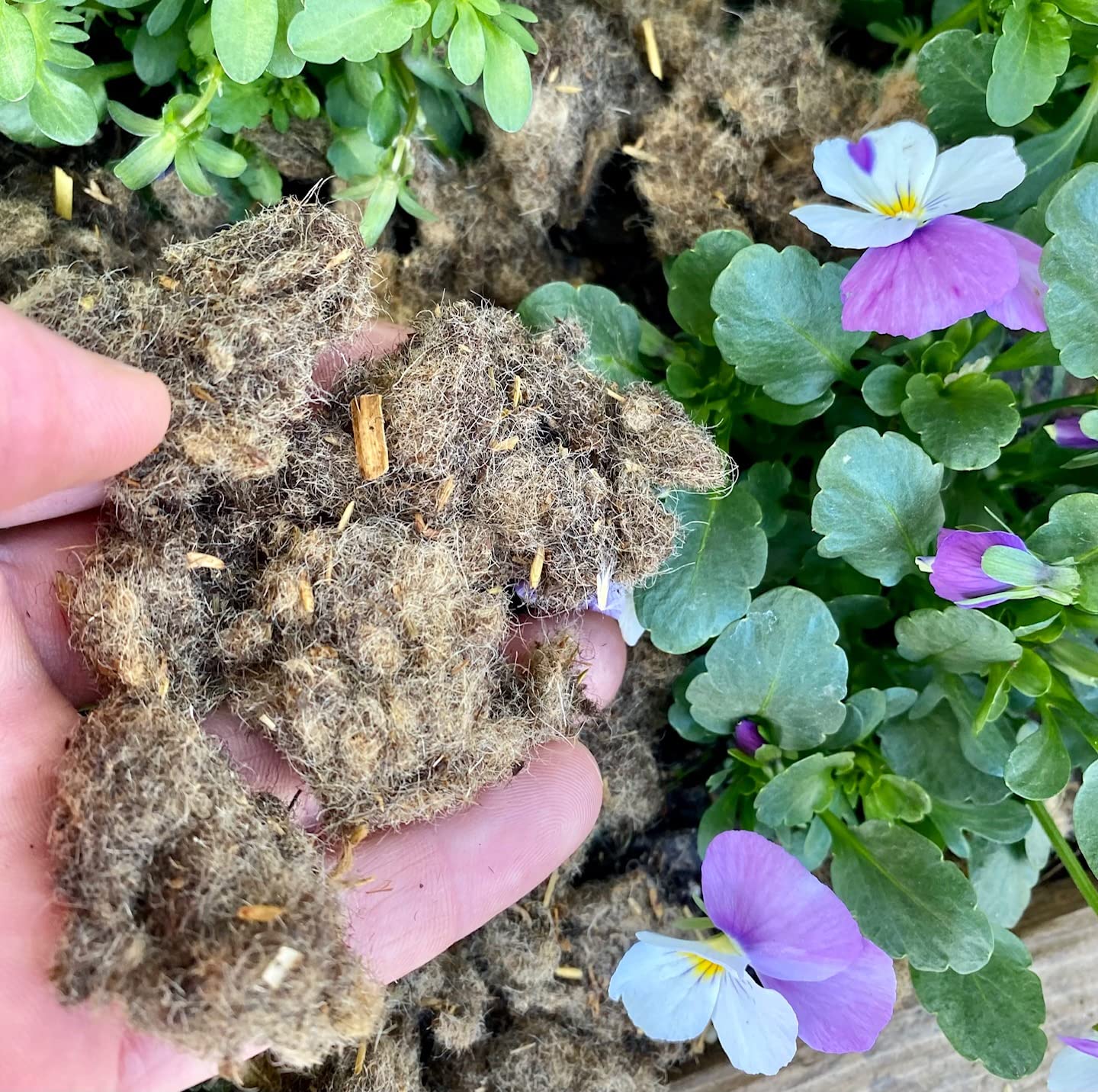 Schafwolle Öko-Dünger, Gartendünger für alle Pflanzen, 100% natur, unverpresste Nährstoff-Düngung für Gemüse, Blumen, Baum- und Strauchdünger (4 kg, Flocken, geschnitten)