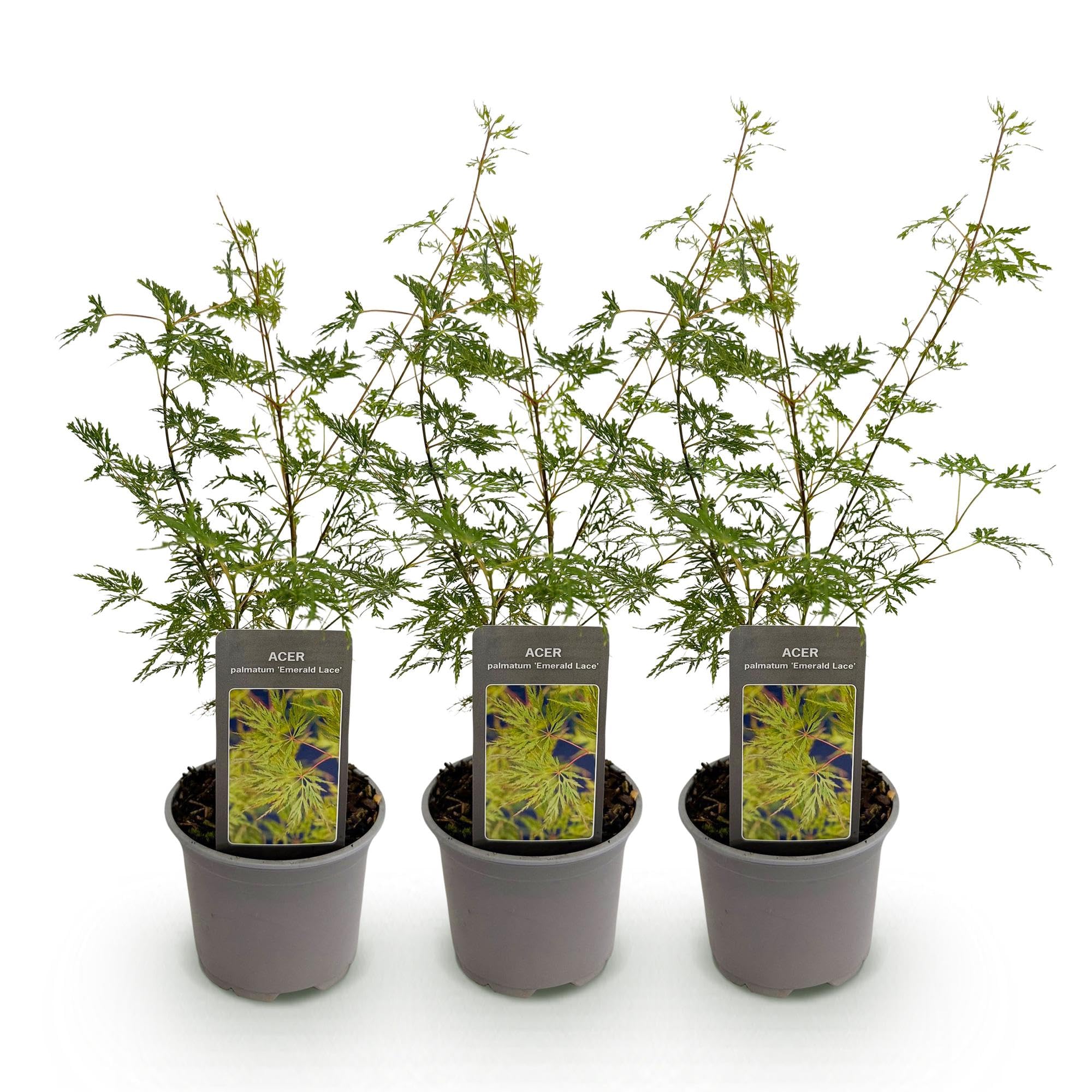Acer Palmatum Emerald Lace, Piante da Esterno, Verde, Set da 3, H35cm