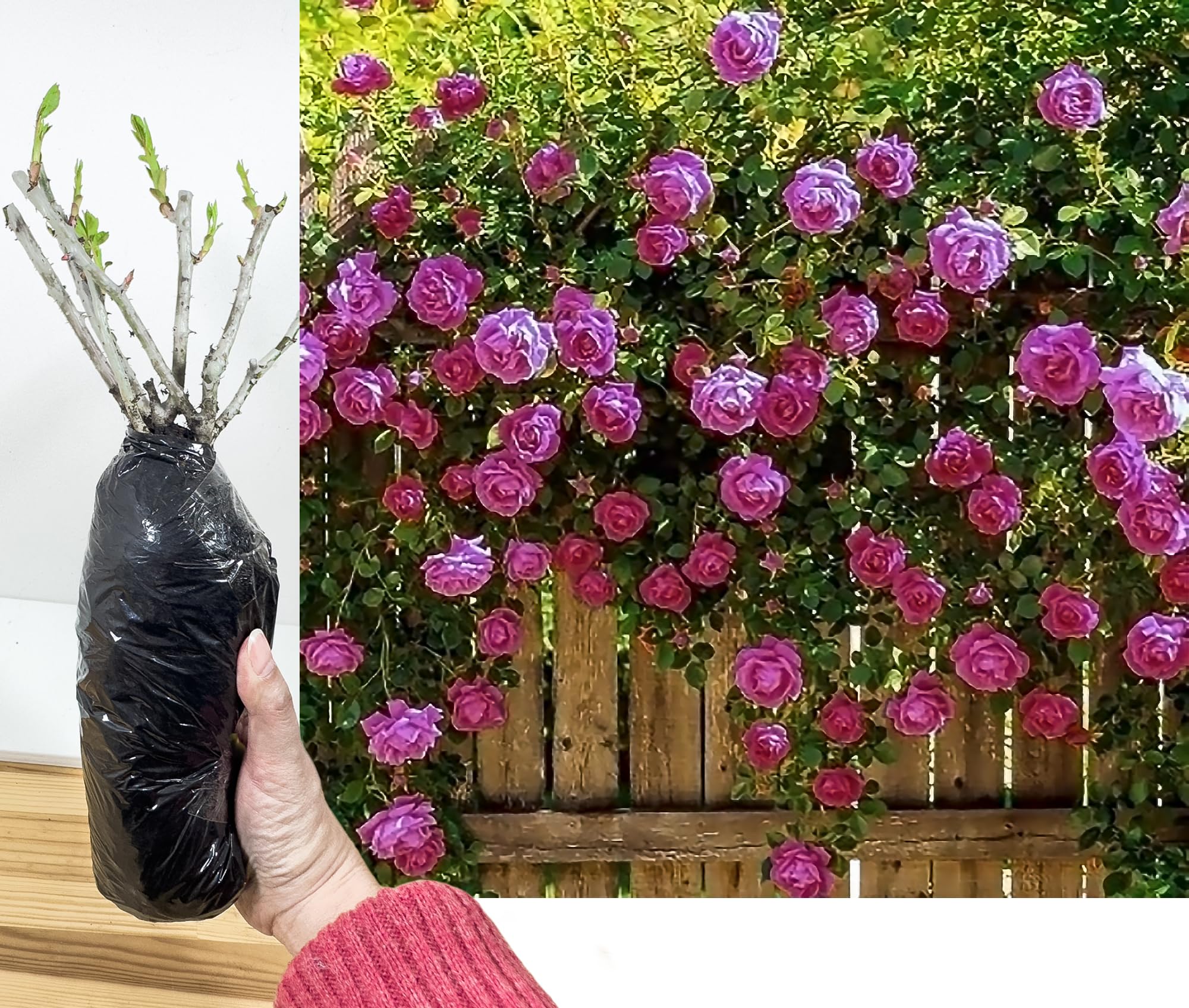 1 Purple Climbing Rose Bare Rooted Plant Bush, 30-40cm Tall Fragrant Shurb, Trellises Outdoor Landscape Aroma Flowers Archway Garden Fences Pergola