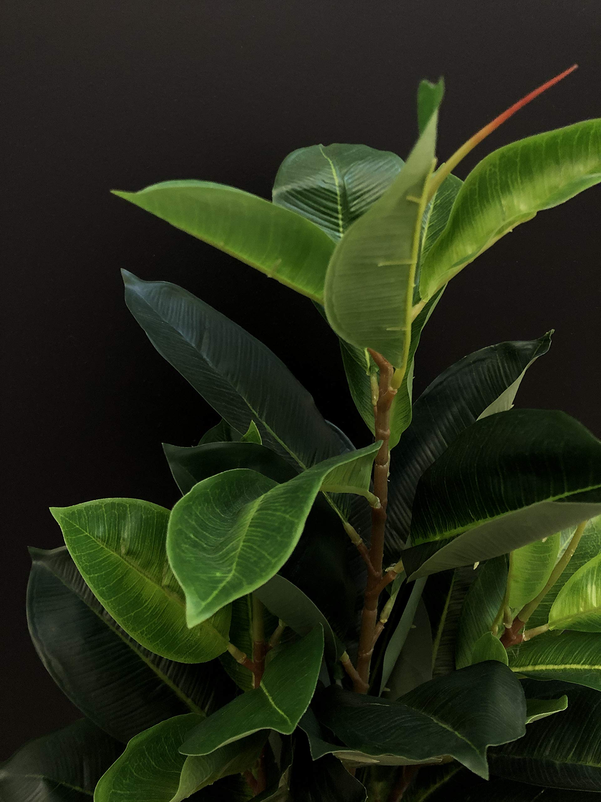 lemon lime monstera Monstera Lemon Lime – Plantamani Plants main image 0