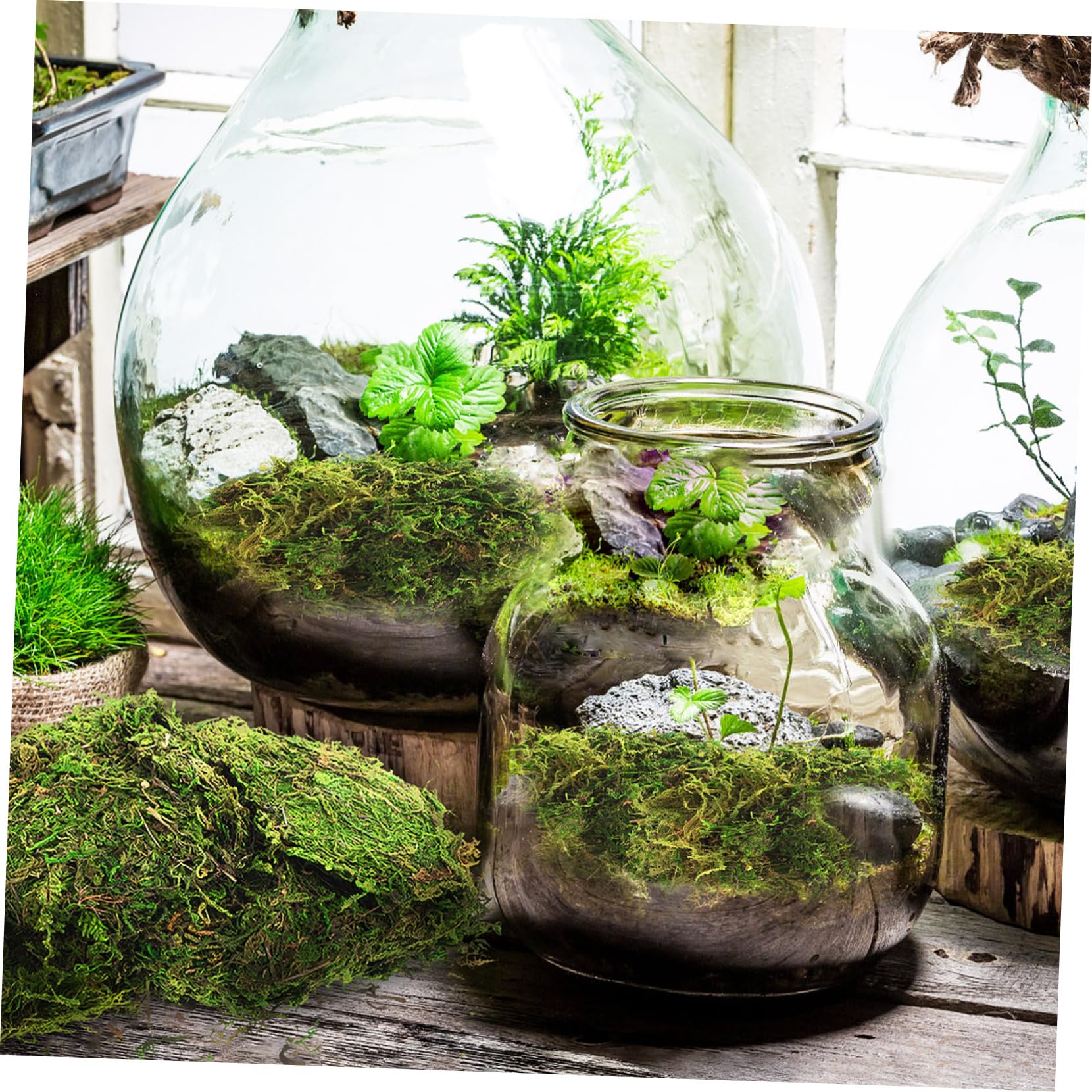 MAGICLULU 5 Piezas Musgo Teñido De Verde Musgo De Bricolaje Falso Verde Artificial Plantas Artificiales Preservado De Jardín De Hadas Plantas Falsas Helecho Flor Preservada