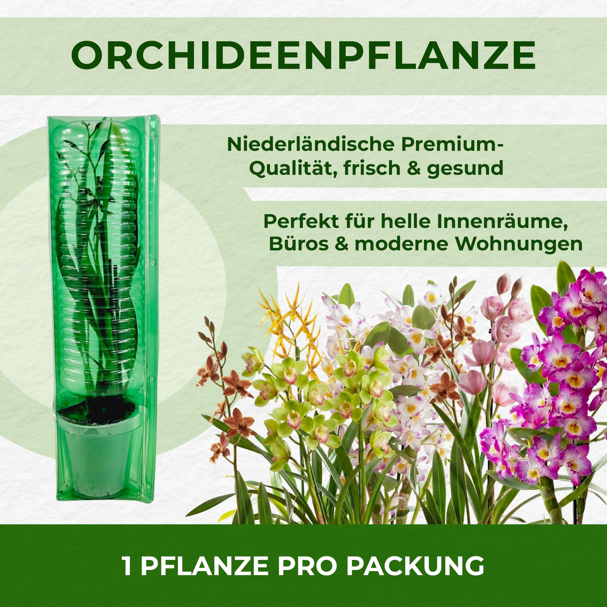 Orchideen Echte Pflanzen Beallara Peggy Ruth - 2 große Zimmerpflanzen aus Holland - 30-40 cm hoch - mit Blüten und leicht duftend (Nicht künstlich, ohne Dünger und Topf, kein Samen, nicht winterhart)