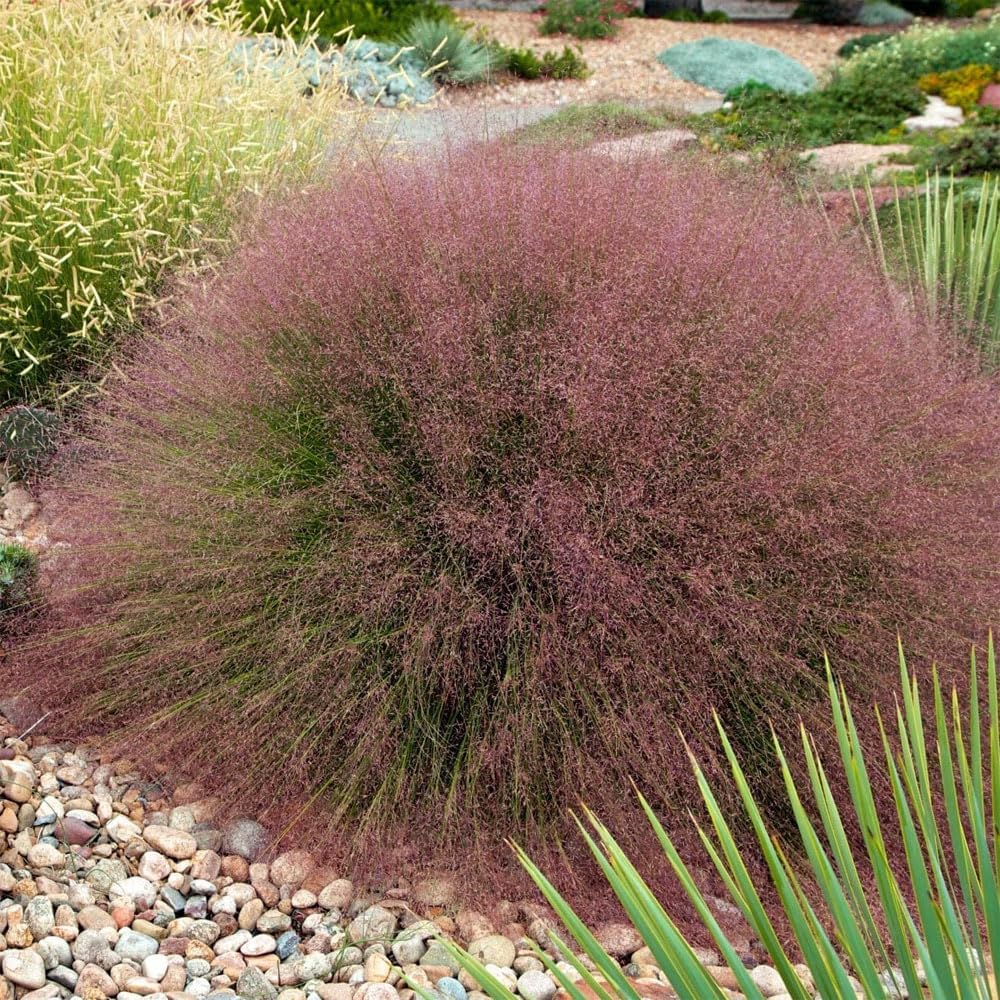 Ruby Muhly Grass Seeds for Ornamental Planting