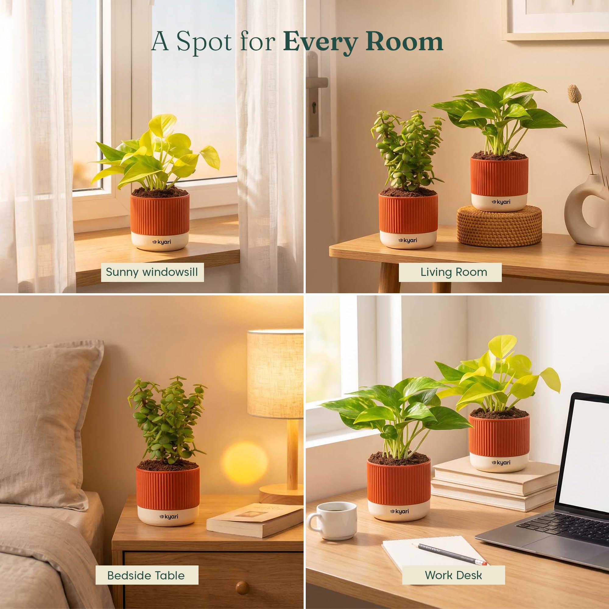 Good Luck Plant Combo - Money Plants & Jade -5 Good Luck Plant Combo - Money Plants & Jade -5