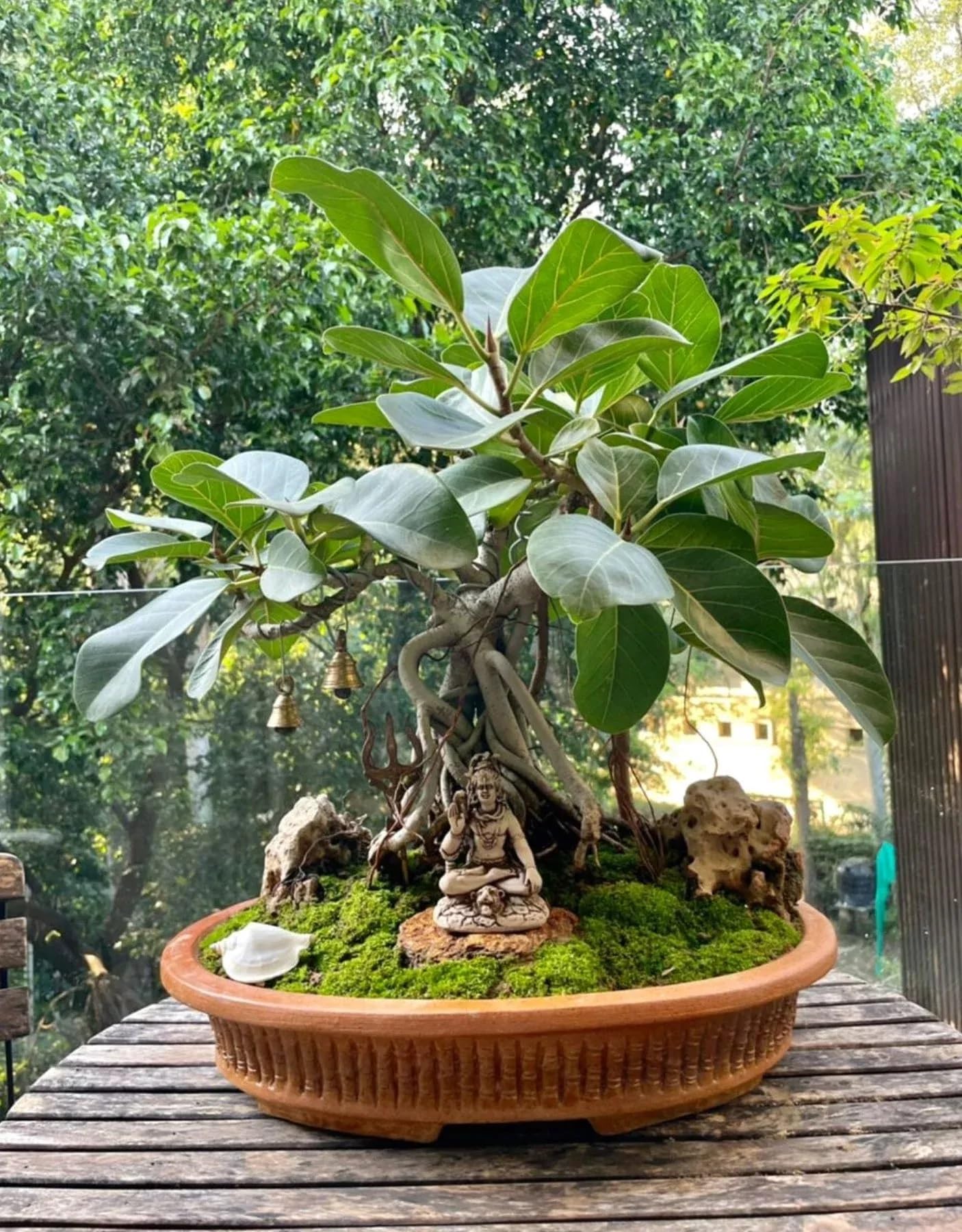 Punarva Live Rare Banyan Bargad Fabulous Plant For Bonsai
