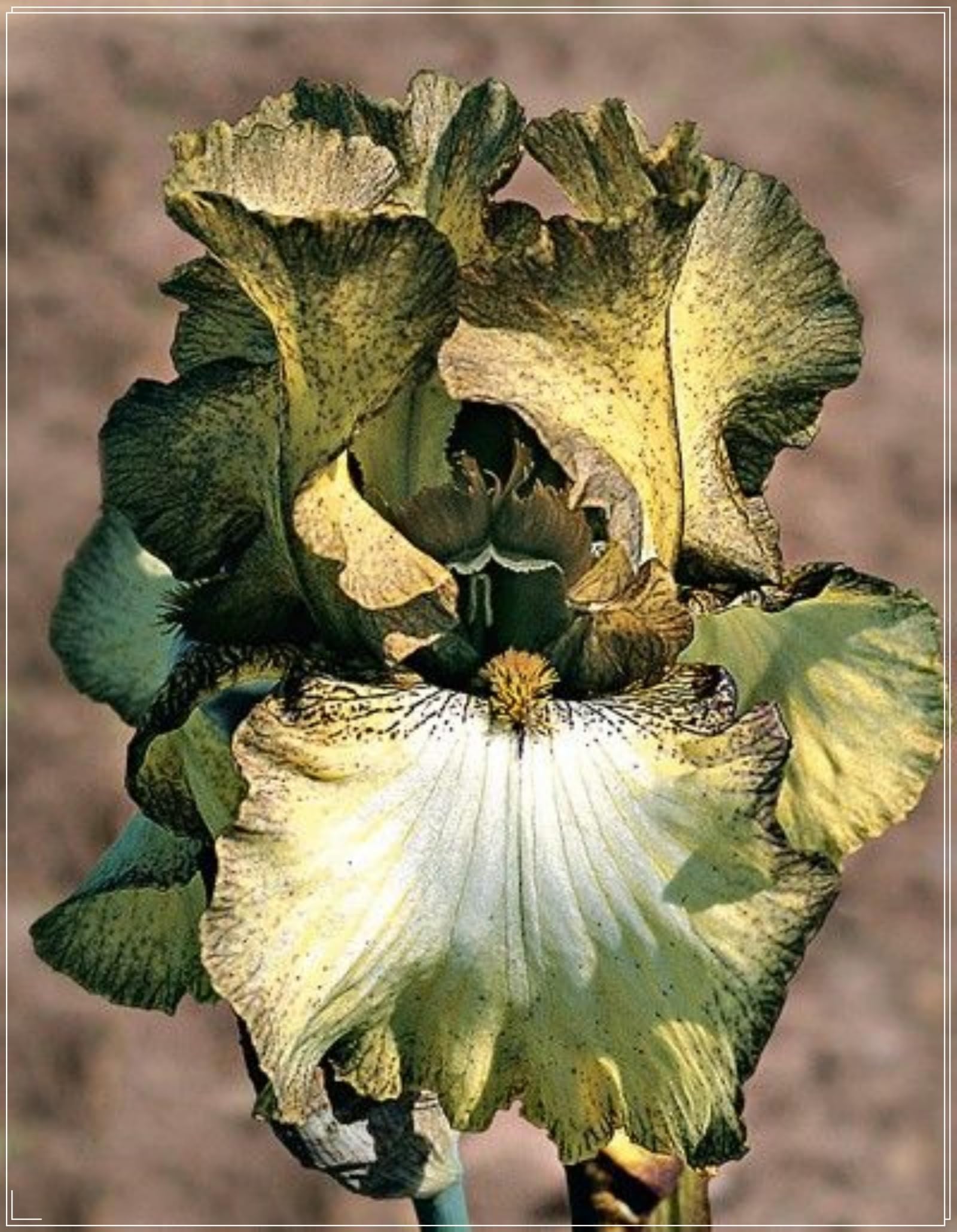 Iris Plants Perennial, Rare and Beautiful Iris Bulbs in Bulk,Planting for Stunning Garden Displays-15bulbs-J