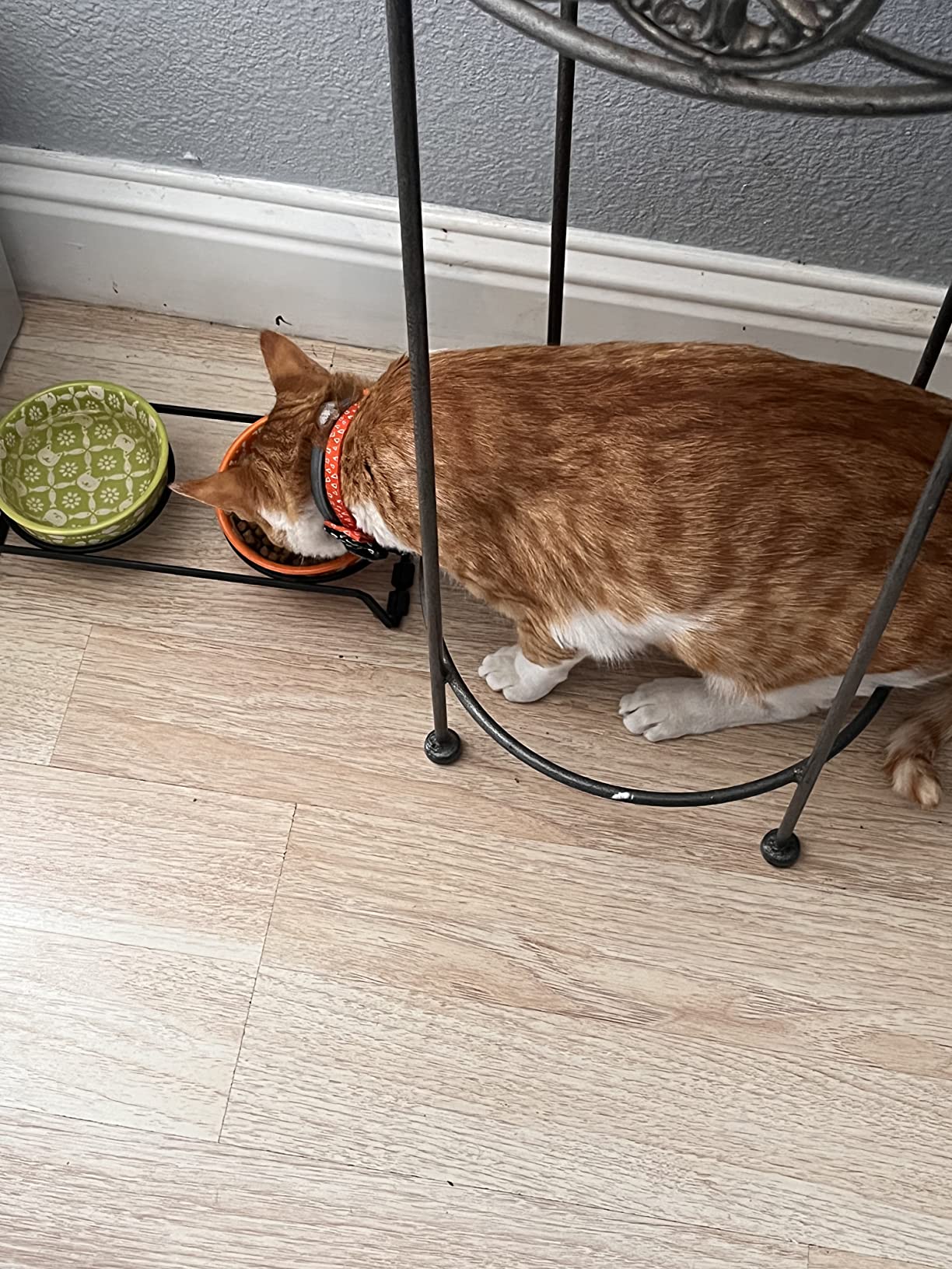 6/mo Finance Blue Buffalo Wilderness High Protein Grain Free