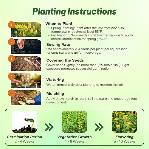 Miniatura 4 de Outsidepride Milk Vetch Semillas de astrágalo – 100 piezas perennes, resistentes y autosembradas, semillas de hierbas para plantar flores vibrantes