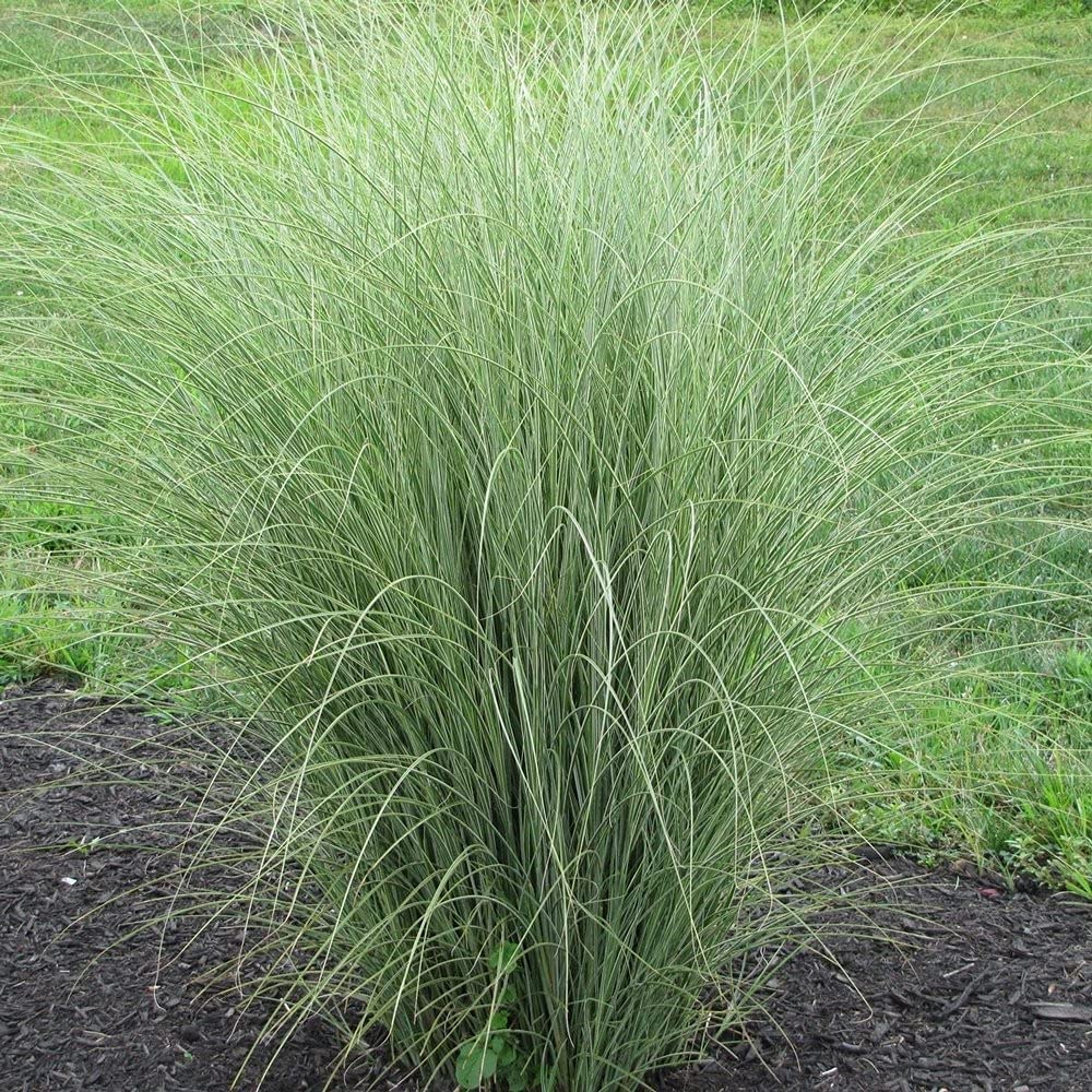 Henna Kusha Grass / Desmostachya bipinnata Plant for Puja - Healthy Live 1 Plant Pot (B0BRH7B789) Amazon Price History, Amazon Price Tracker