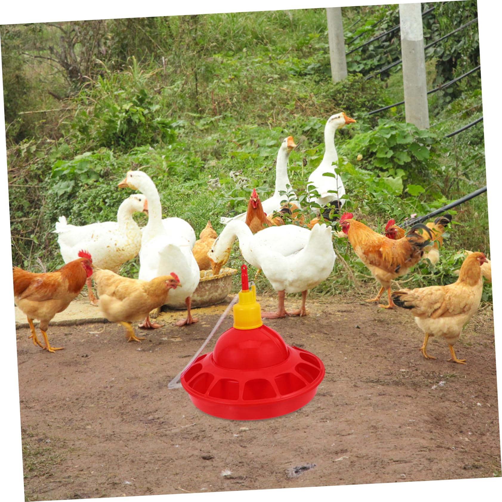 Milisten Abbeveratoio Automatico Strumento Essenziale in Pp per Pollame Design Unico e Materiale Stabile per Allevamento di Galline in Zoo e Negozi di Animali