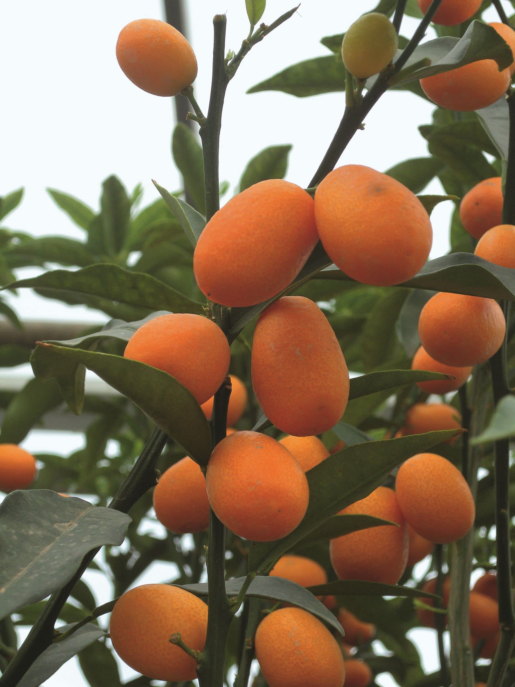 Vannucci Piante - Citrus fortunella 'Margarita', Citrus kumquat, Agrumi, Pianta vera, Pianta da terrazzo, Albero da frutto, Mediterranea