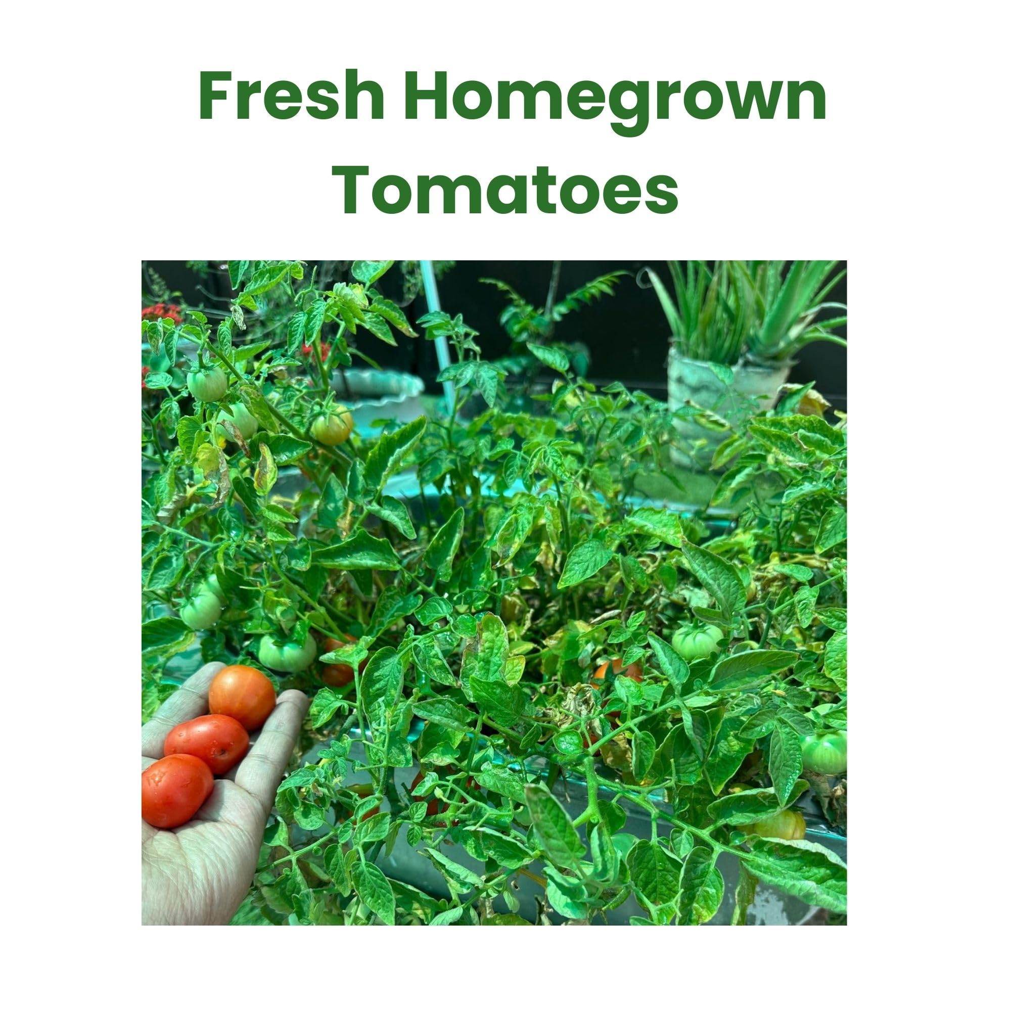 BIOLAND Hybrid Red Tomato (Tamatar) Seeds (50 Seeds) | Desi Type Indian Variety | July to Feb Growing | Organic Vegetable Seeds for Kitchen Garden, Terrace and Balcony Pots 1