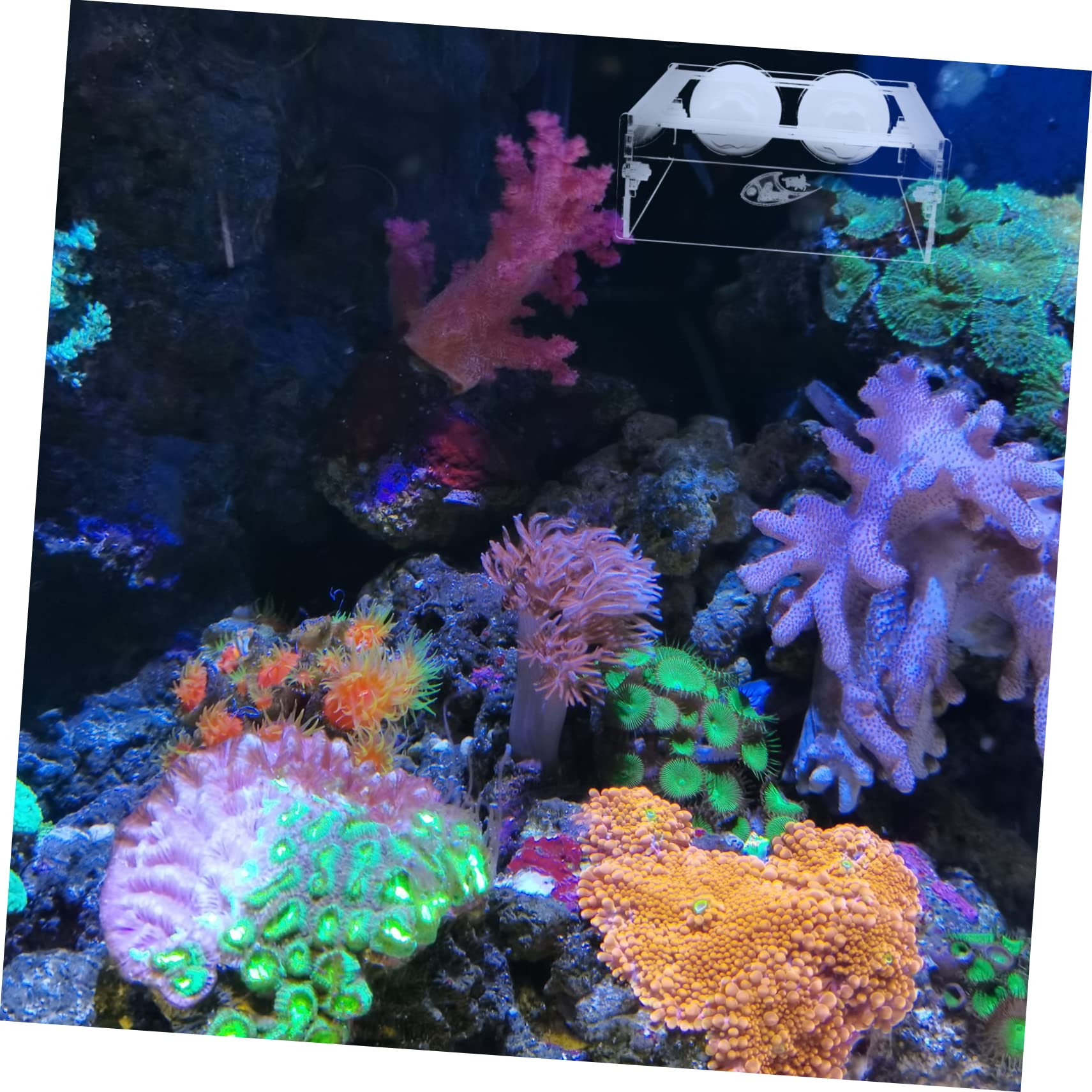 COSMEVIVI Fish Tank Feeding Ring Acrylic Feeding Holder Perfect for Floating Fish Food Reduces Waste