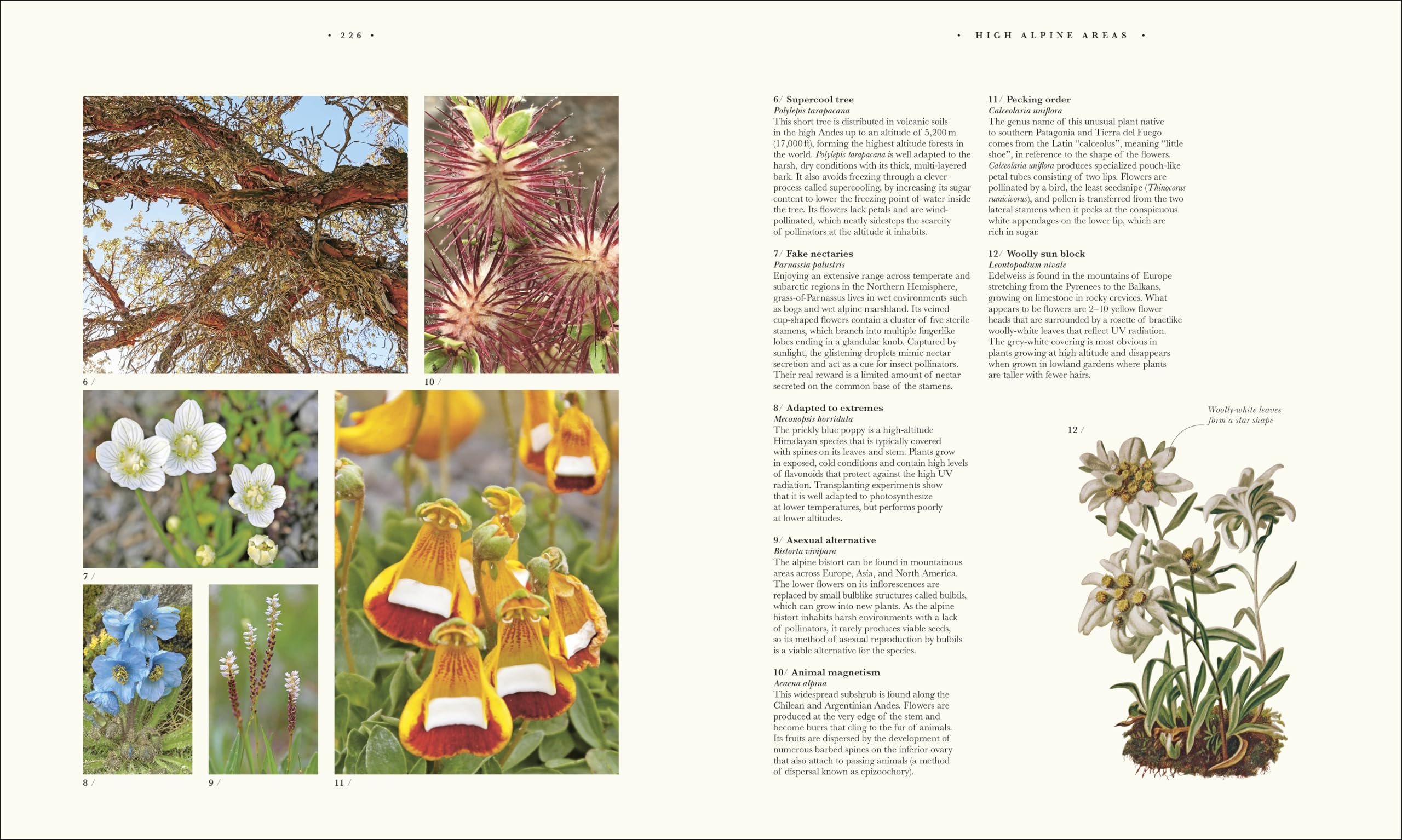 Atlas of Botany: An Exploration of Plants Across Time and Around the World