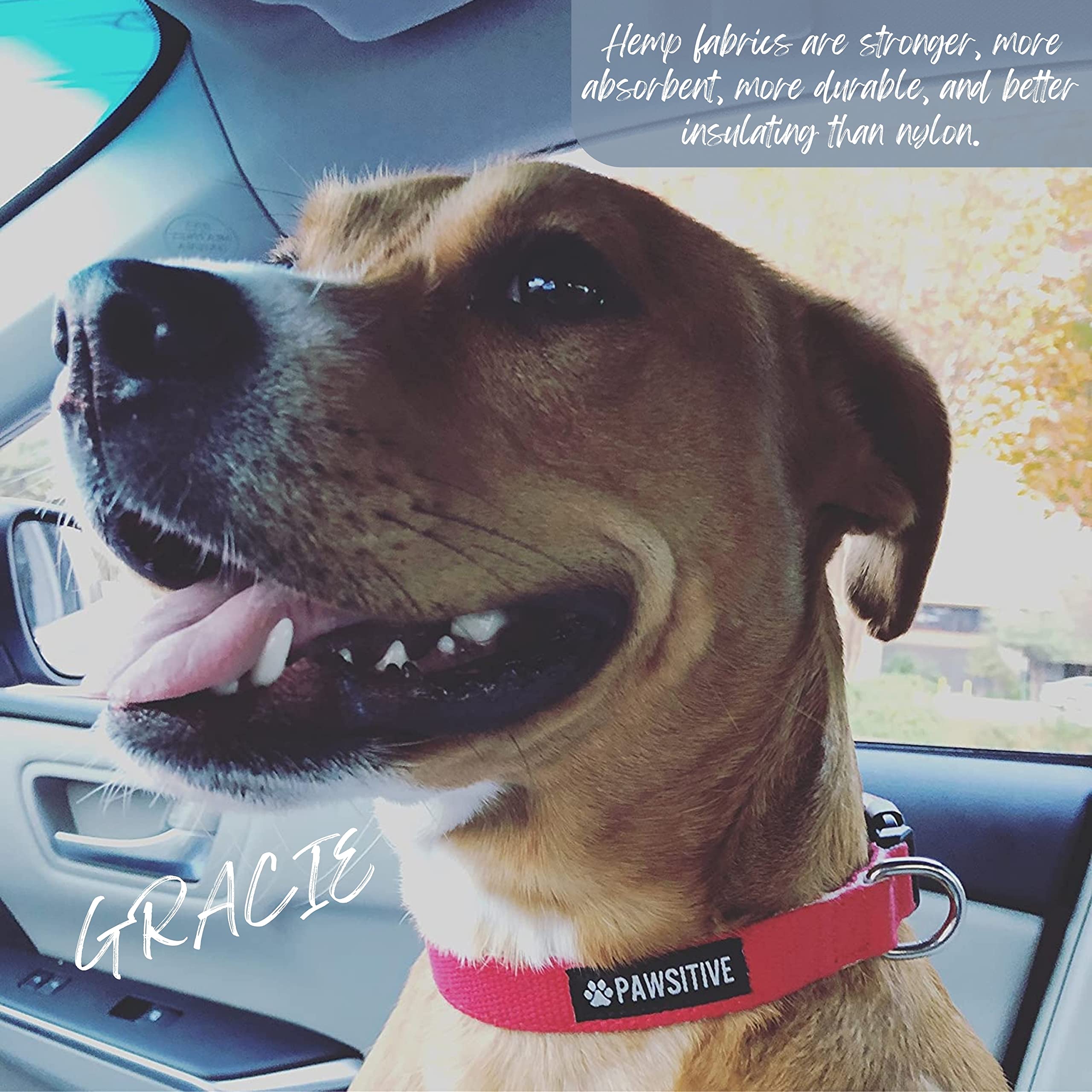 What Are Reflective Dog Collars And Why Does Your Community Dog Need O