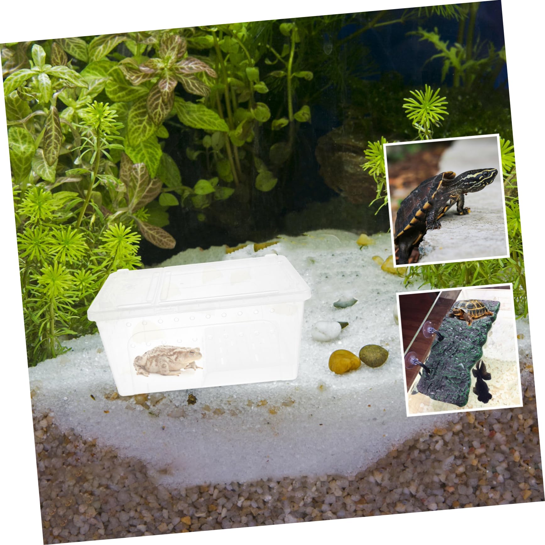 Terrario Rettili con Piattaforma per Tartarughe, Vasca Domestica | Area di Riposo e Alimentazione, Pendenza Adatta, Plastico, per Riabilitazione e Arrampicata Quotidiana