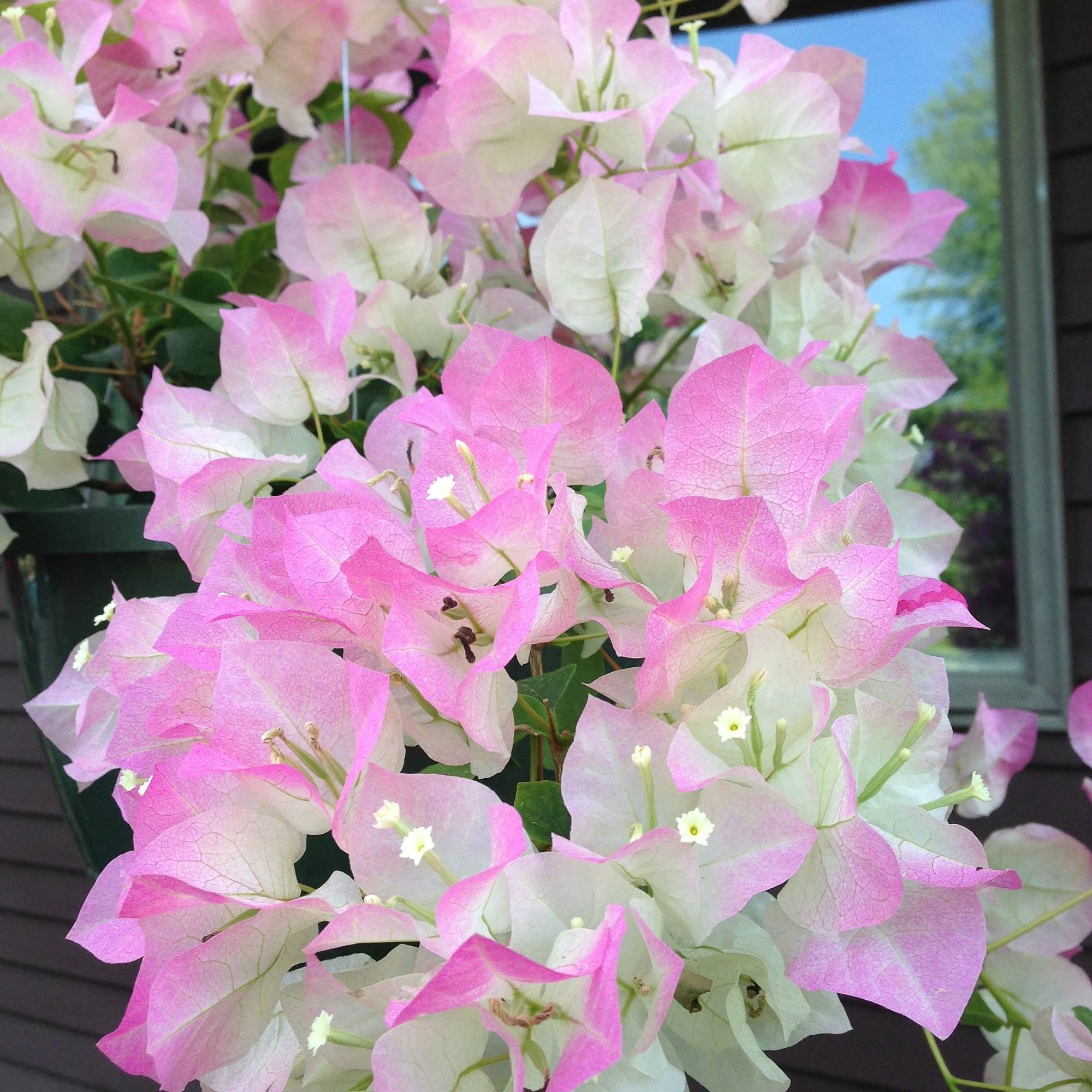 Guruji Plantation Baugainvillea Indoor Flower Plant For Home and Garden with Pot (Pack of 1) (White Pink) (B0BNJSKRRP) Amazon Price History, Amazon Price Tracker