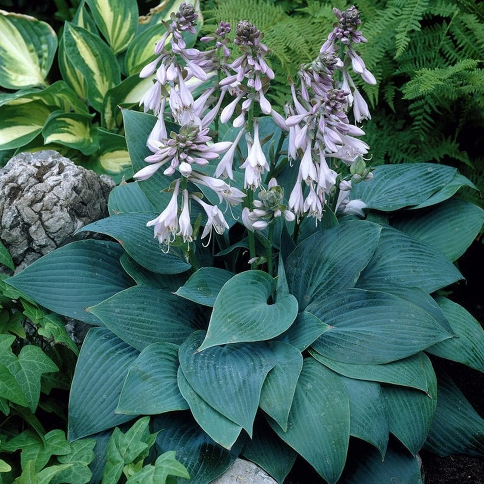 Hosta Bulbs Live, Hosta Plants for Sale, Perennial, Wedding Flowers, Ornamental Flowers, 8bulbs-a