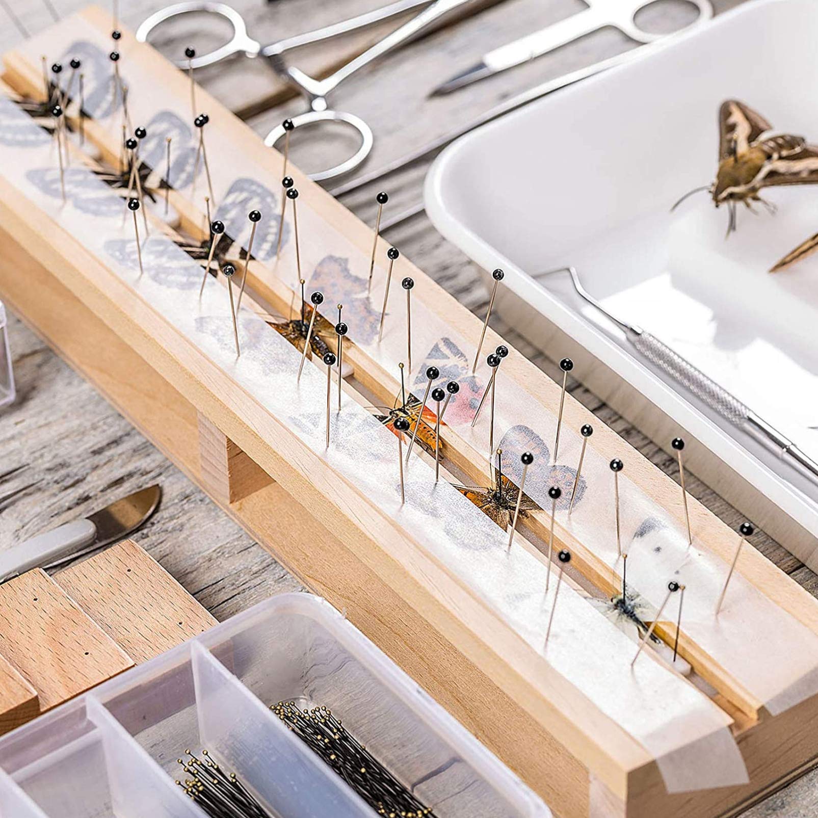 iplusmile 300 Stück Edelstahl Insekten Probe Entomologie Dissektion Schmetterling Sammlungen Nadeln für Die Schule 4X0. 08Cm