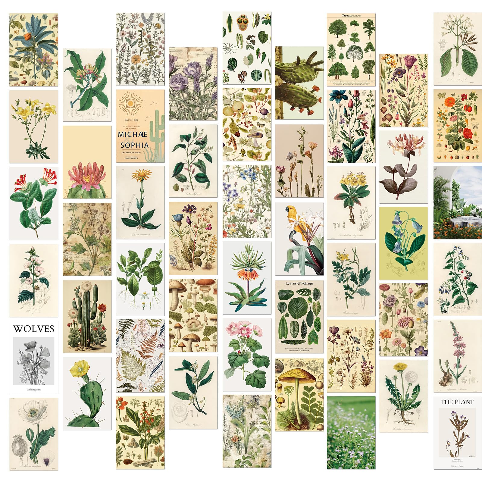 Bailinks 50Pcs Aesthetic Botanical Wall Collage Kit, Vintage Print Art Posters for Bedroom Decor, Wall Art Decor Pictures for Indie Dorm, Room Decoration, Ideal 4x6in Wall Collage Set Gift (STYLE2)