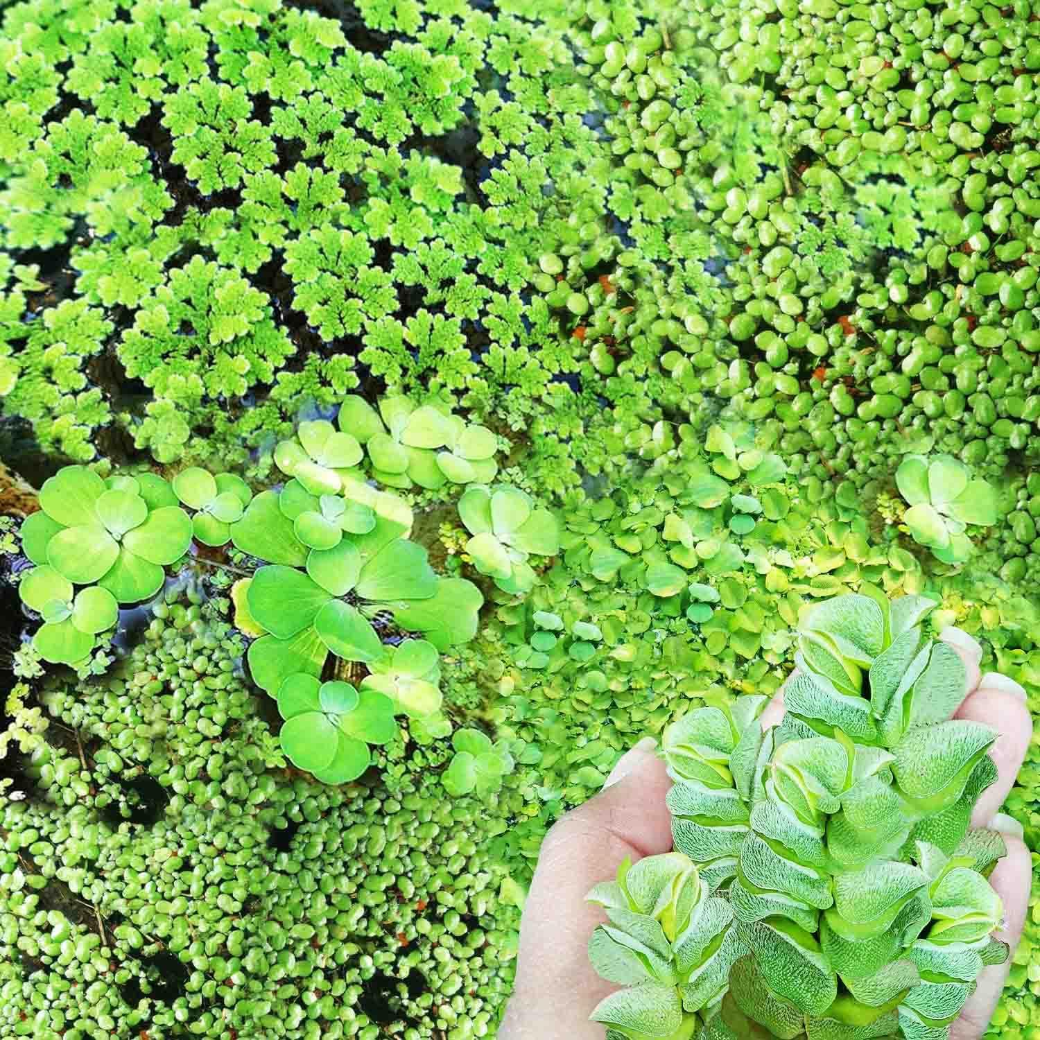 Mixed Water Plants – Live Floating Aquatic Plants for Aquarium, Pond & Fish Tank | Includes Water Lettuce, Duckweed & Water Moss | 50gm Natural Filtration & Oxygen Boost