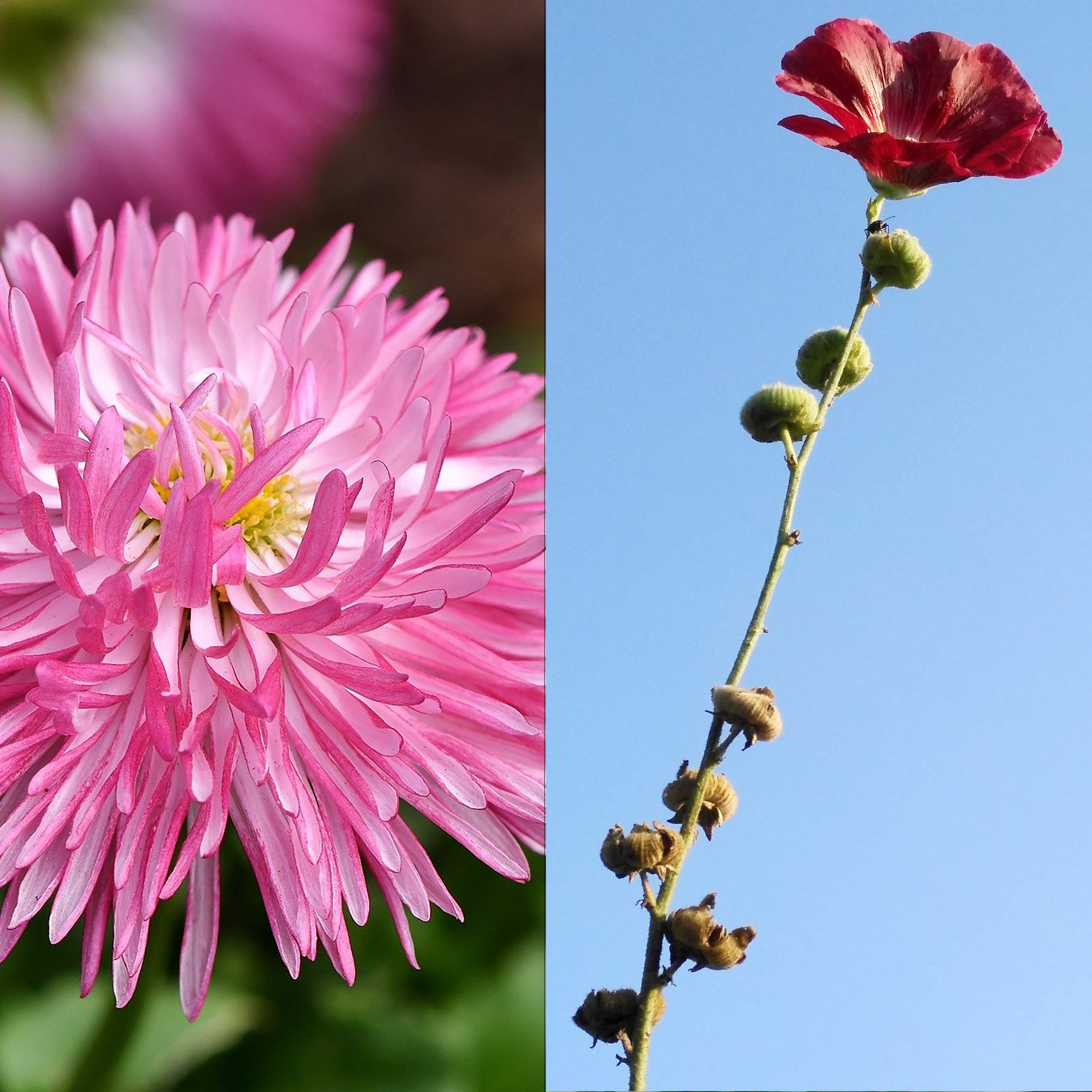 Buy Grow Your Own Flowers Premium Garden and Balcony Flower Seeds Set