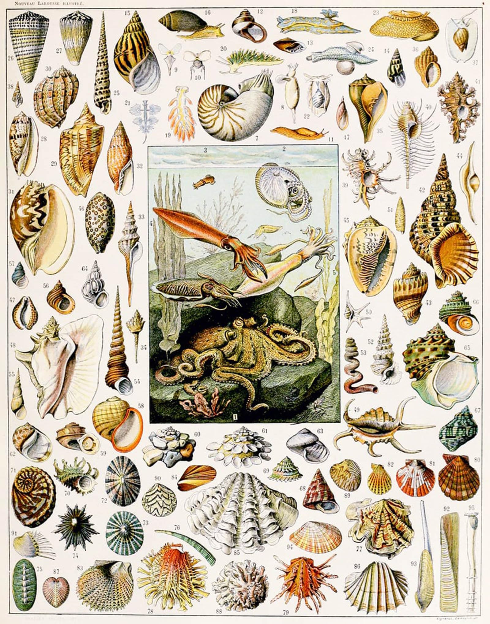POSTERIIk Famous Modern Artwork Art Mural Illustration of Seashells by Adolphe Millot Oil Paintings Pictures for Home Decor 60x90cm