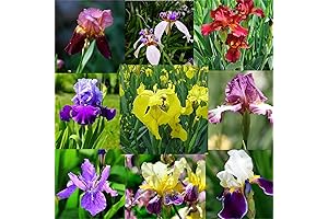 Garden Plant Seed Flower Seed Rare Iris Flower Seeds Multi Color Mixed 100Pcs Seeds