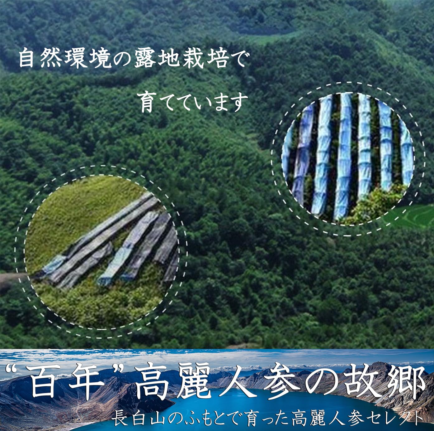 訳あり品　乾燥朝鮮人参　野生環境黒土栽培　高麗人参　紅参　大容量1000g 訳あり品 乾燥朝鮮紅参100g 野生環境黒土栽培 高麗人参 サポニン 朝鮮