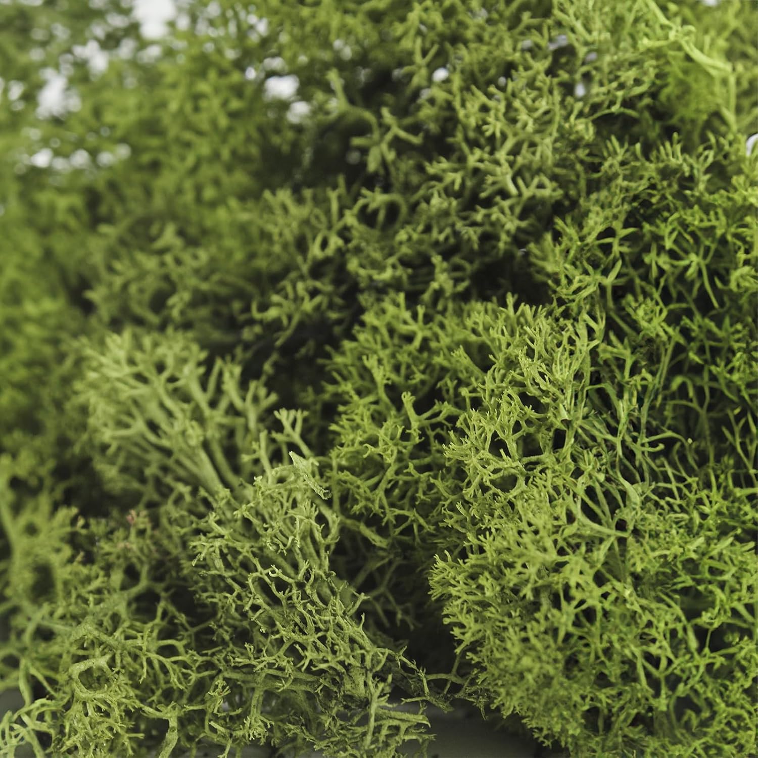 SuperMoss (25155) Reindeer Moss Preserved, Basil, 3 Pounds