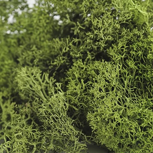 Miniatura 3 de SuperMoss 25155 Musgo de renos preservado B01C5RTUIS, 3 libras, albahaca