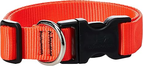bright orange dog collar
