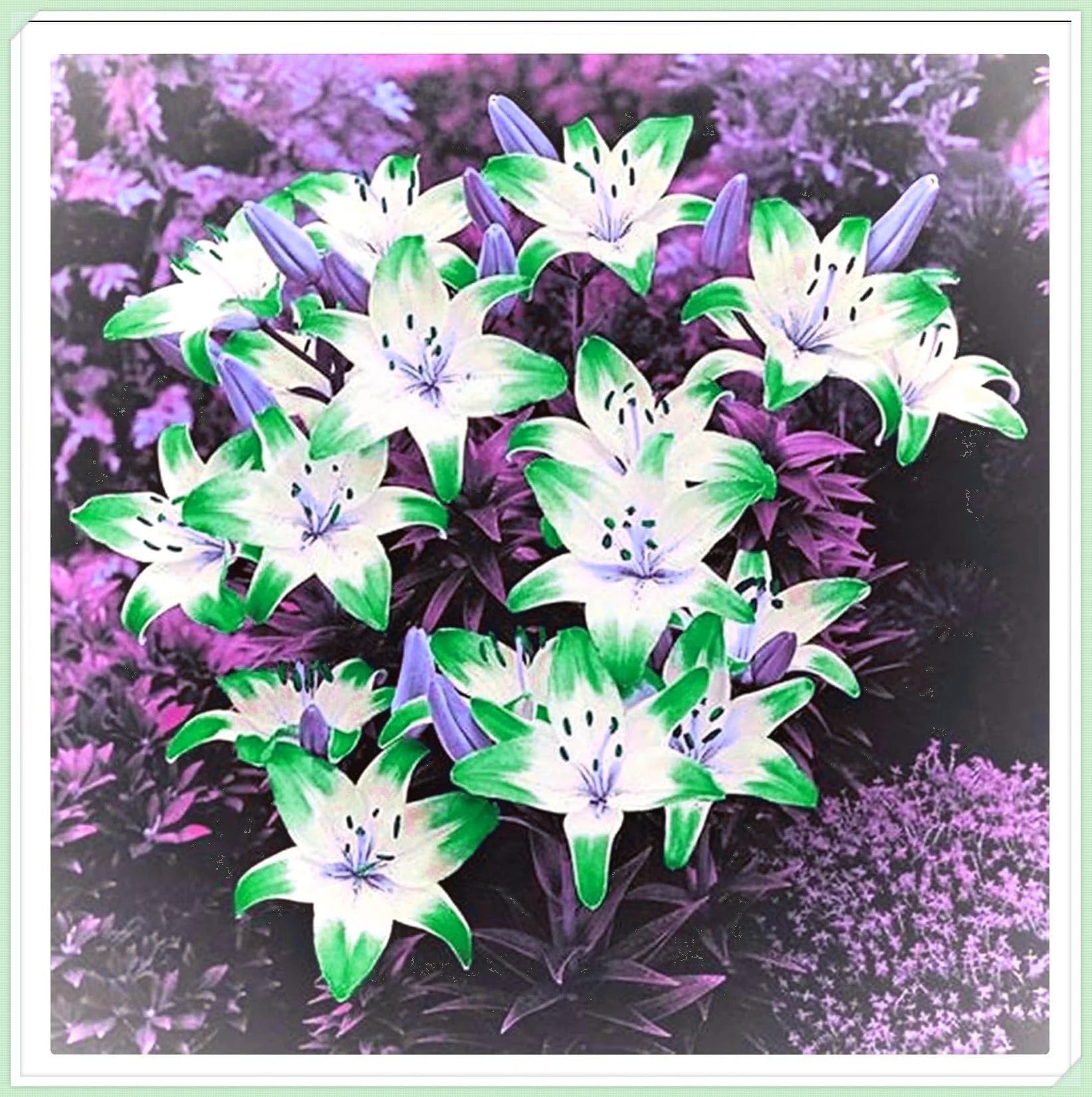 Excellent Tiger Lily Bulbs for Planting Now UK Perennial Excellent Cold-Resistant Display Plant Bulbs Easy Plant Ornamental Greening Flower Good for Containers Natural Organic -8bulbs-K โ image 1