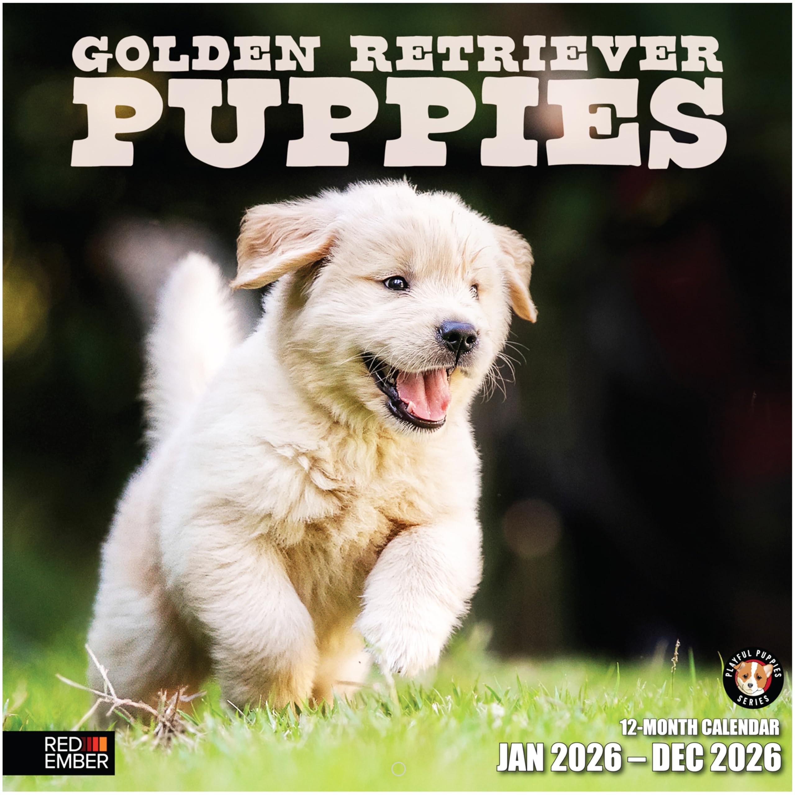 RED EMBER Golden Retriever Puppies 2026 Wall Calendar 12 Month | 12" x 24" Open | Thick & Sturdy Paper | Giftable | Calendar 2026